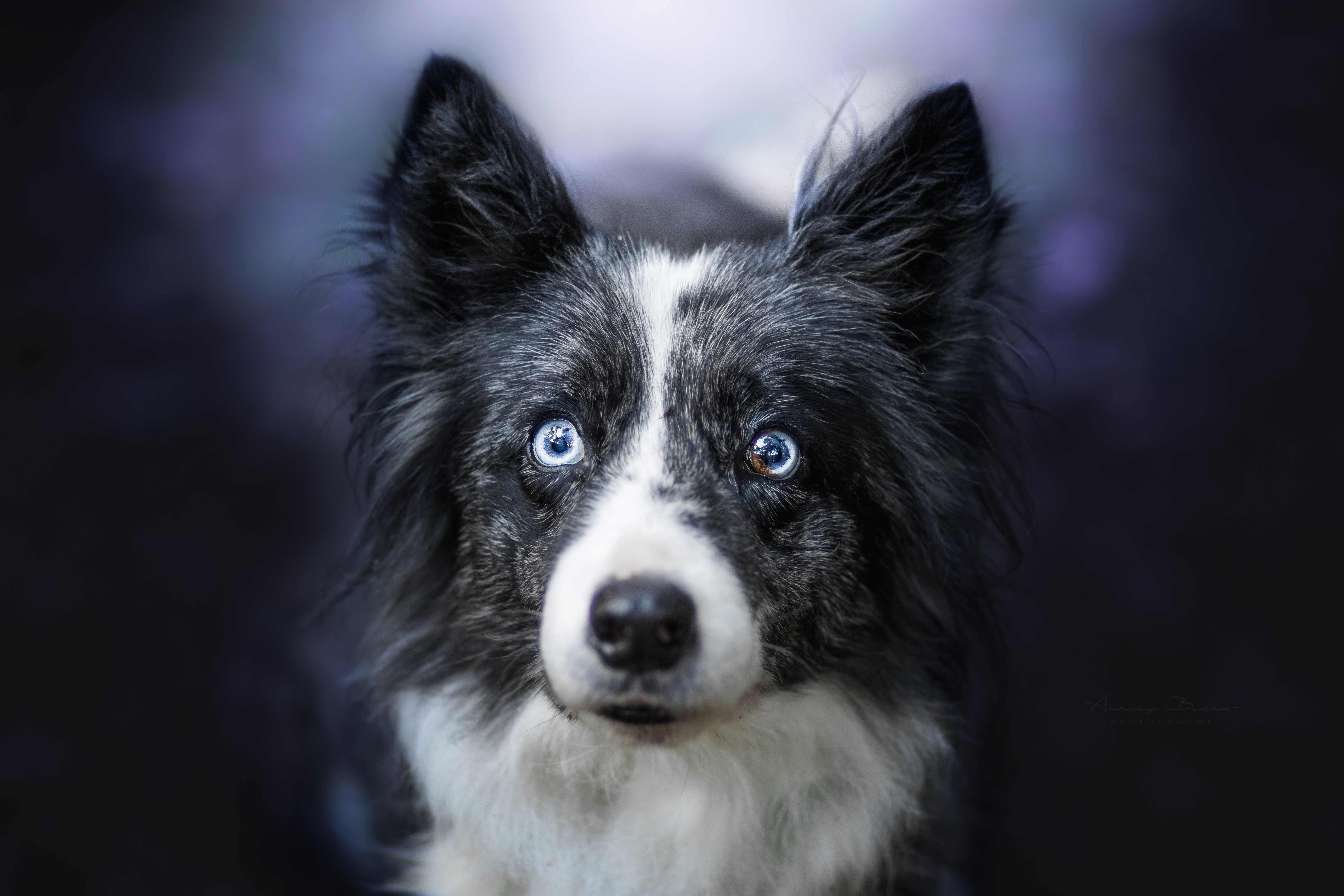 Border Collie with striking blue eyes HD Wallpaper