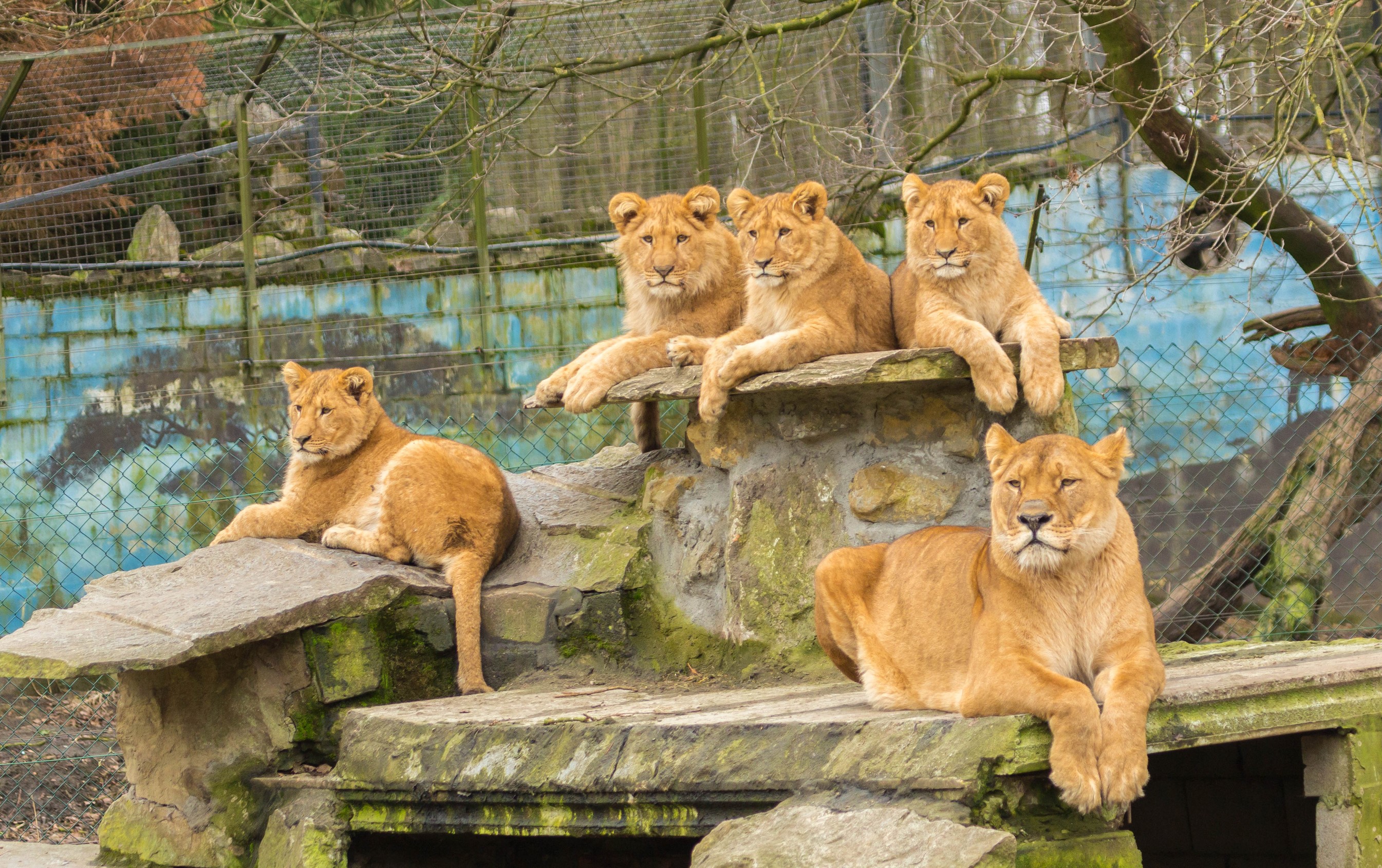 Group of lions resting on rocks in an enclosure HD Wallpaper