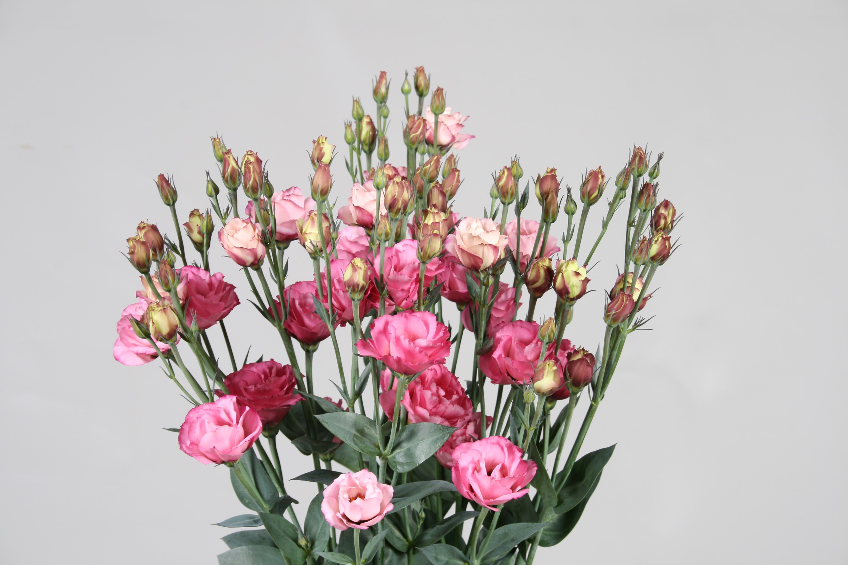 Pink and red eustoma flowers with buds on gray background HD Wallpaper