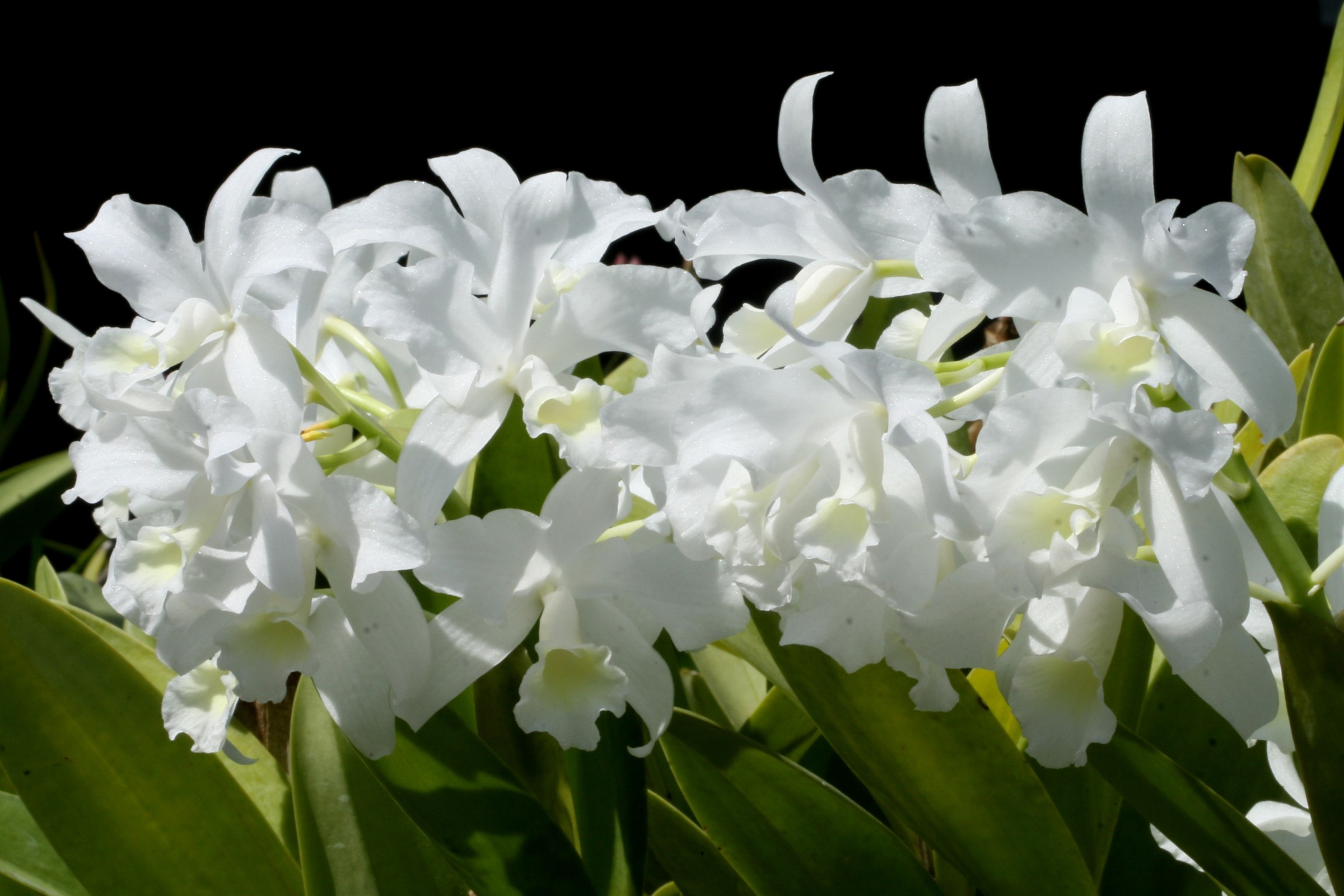 White orchids with green leaves HD Wallpaper