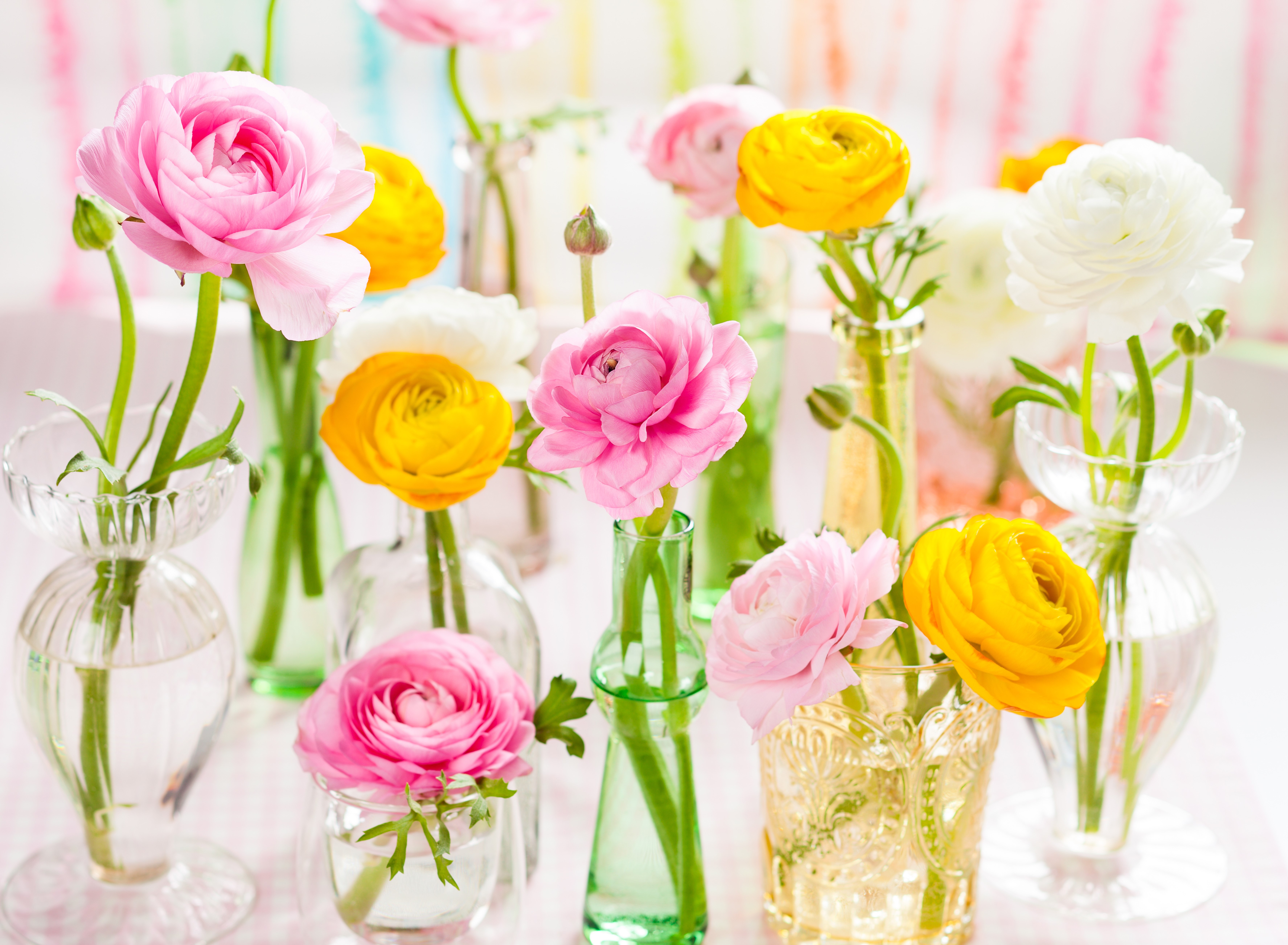 Ranunculus flowers in colorful vases HD Wallpaper