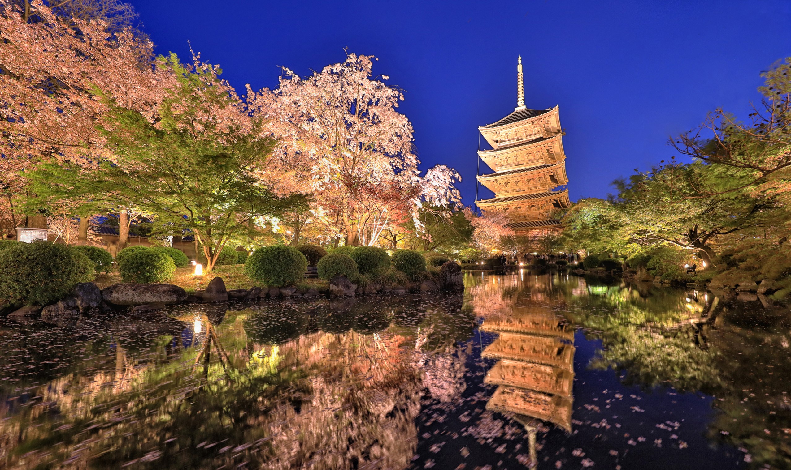 Pagoda and cherry blossoms reflected in a pond at night HD Wallpaper