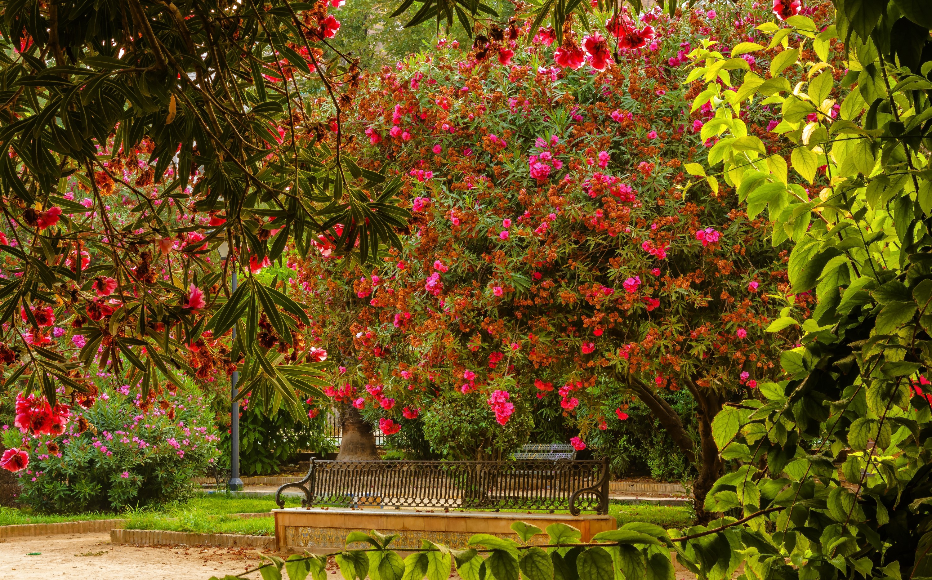 Flowering trees and bench in Seville Maria Luisa Park, Spain HD Wallpaper