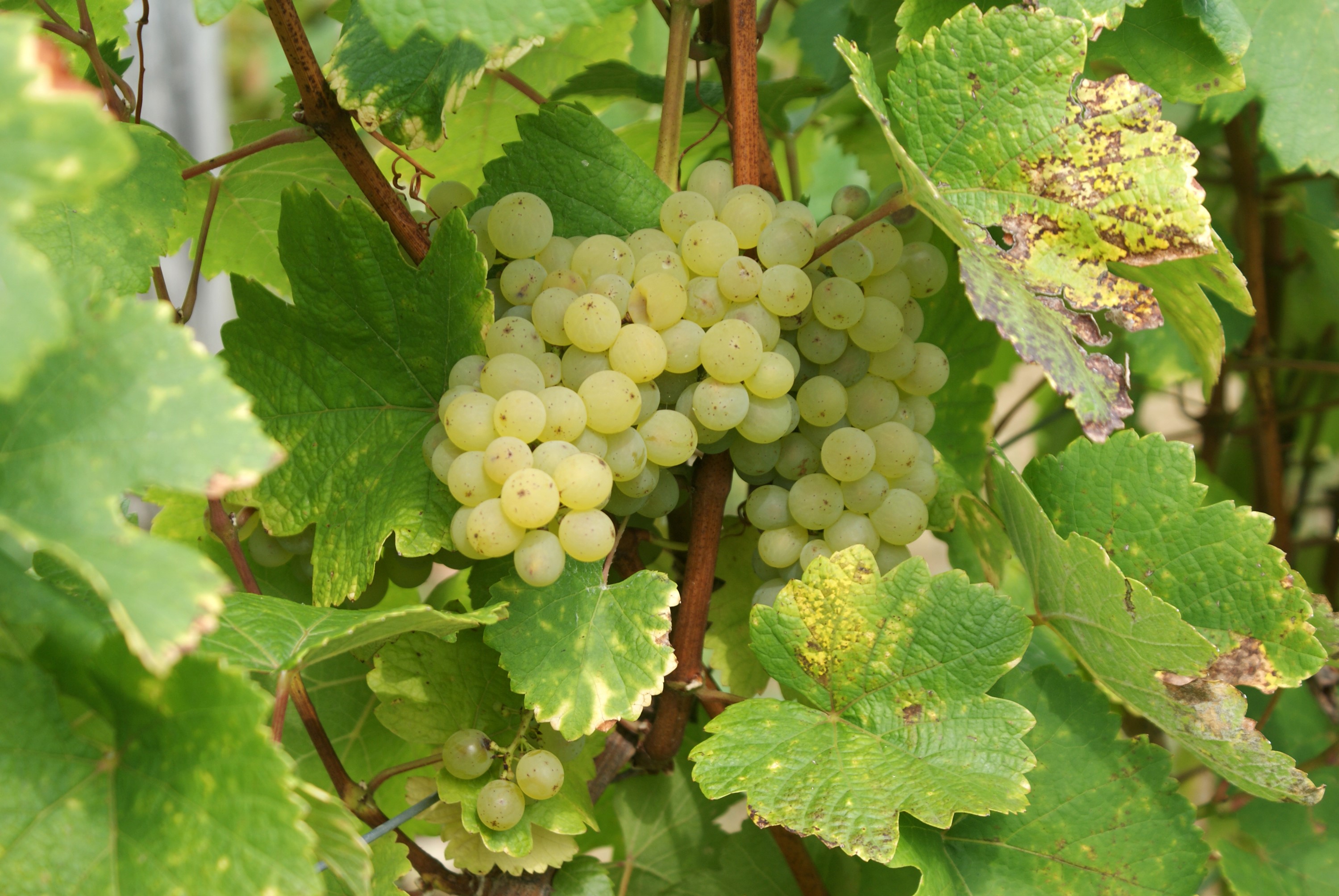 White grapes on a vine with green leaves HD Wallpaper
