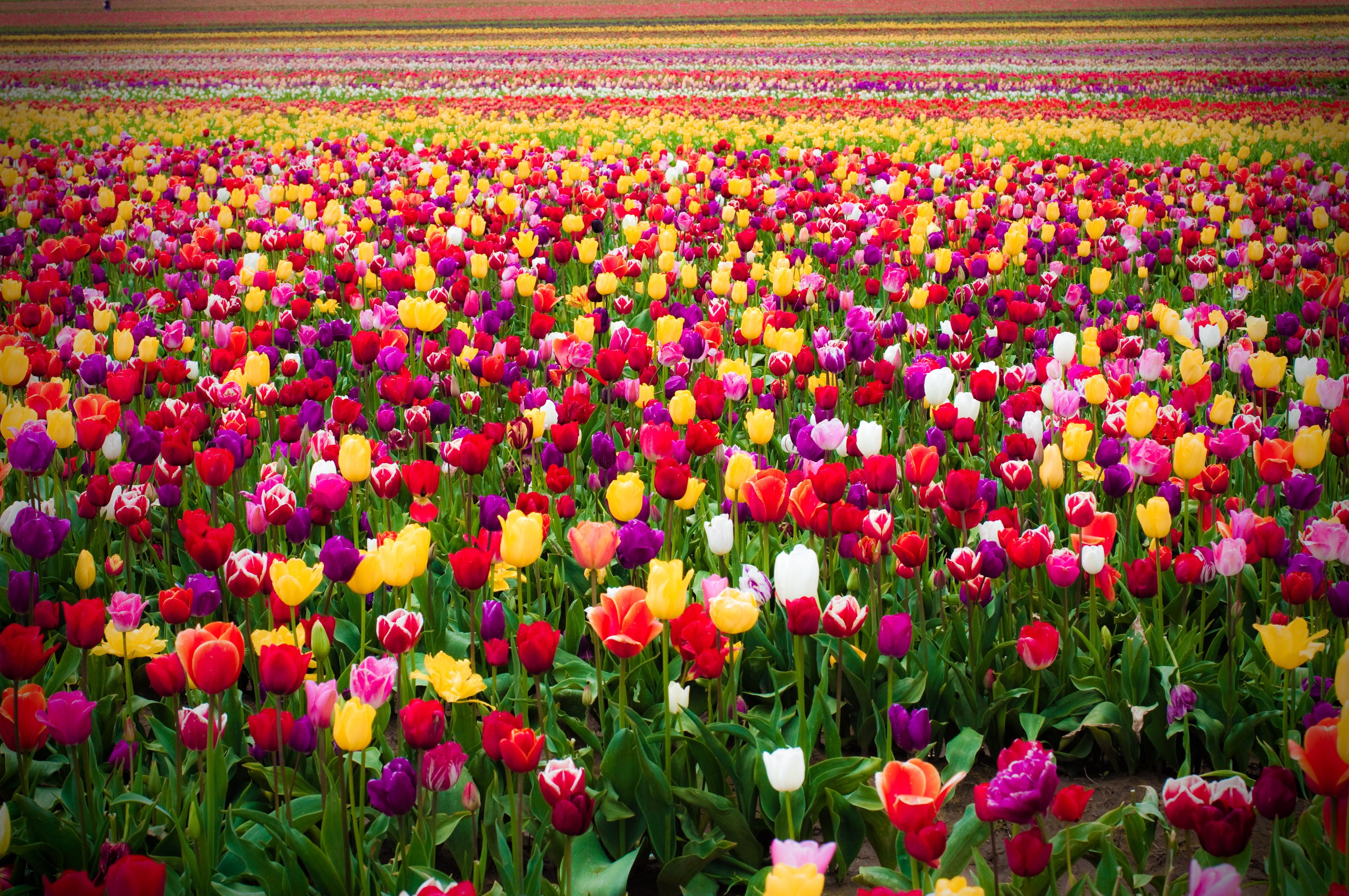 Field of Multicolor Tulips HD Wallpaper
