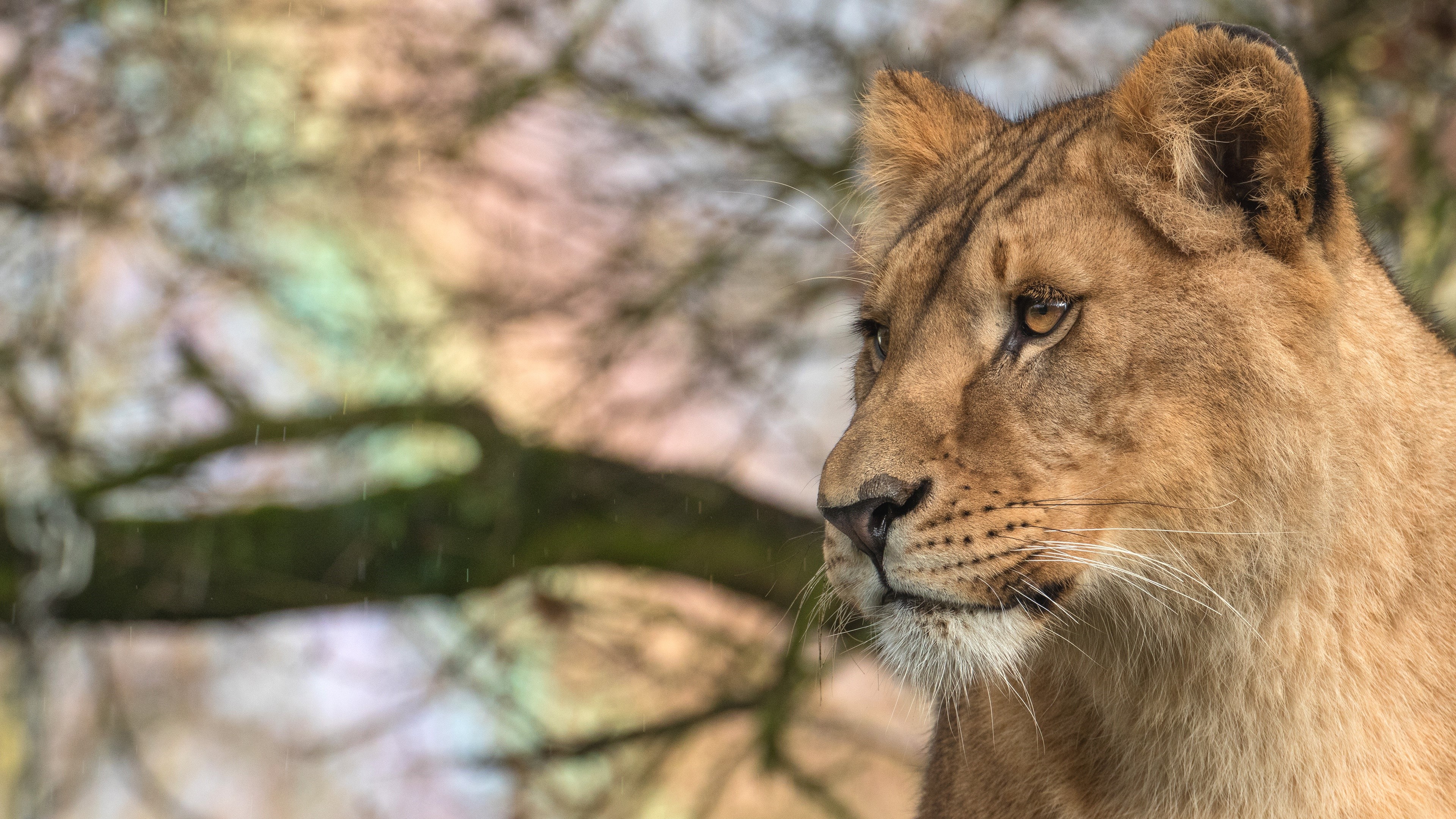 Lioness looking to the side HD Wallpaper