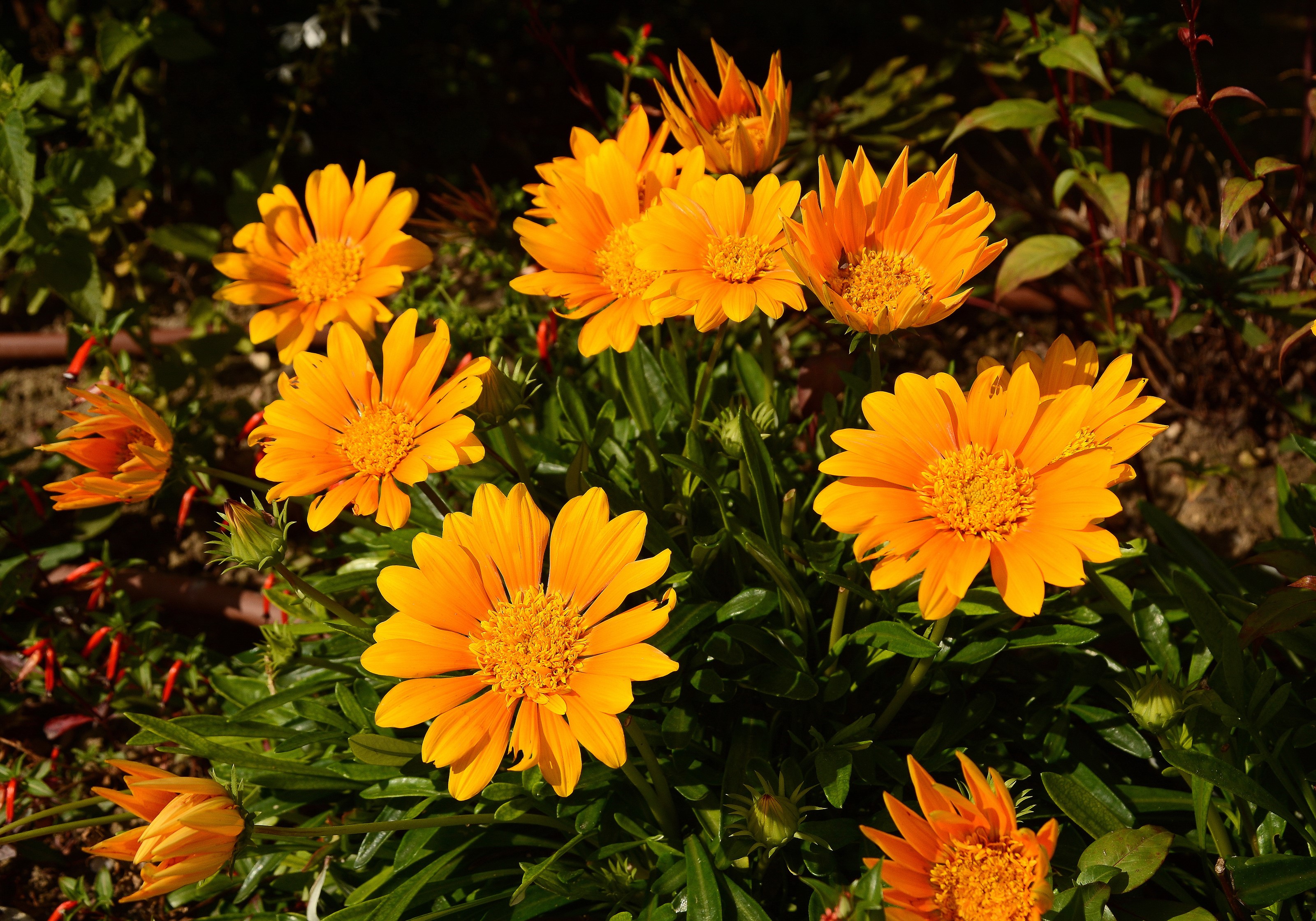 Orange Gazania flowers in a garden HD Wallpaper