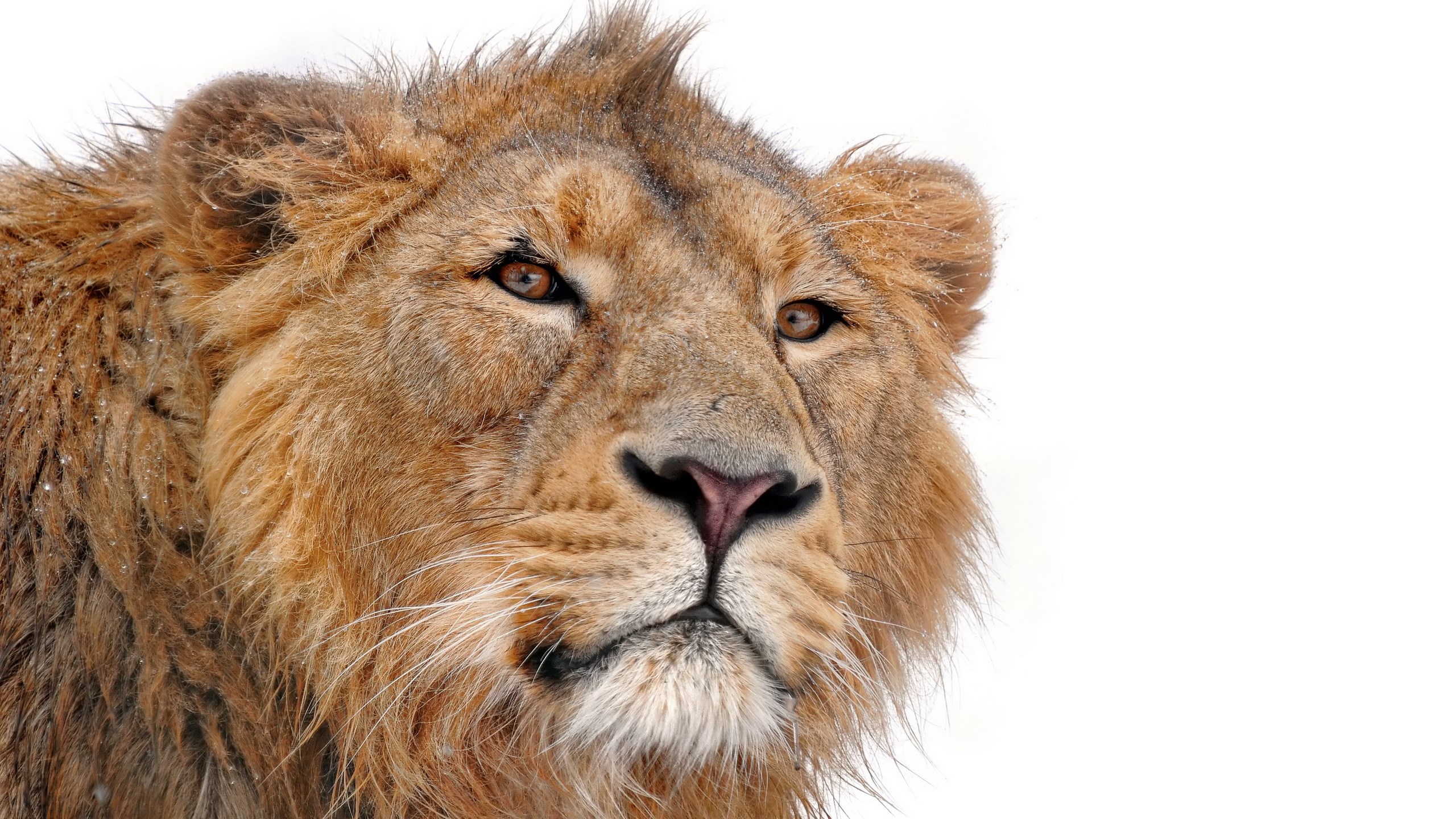 Close-up of a lion's face in the snow HD Wallpaper