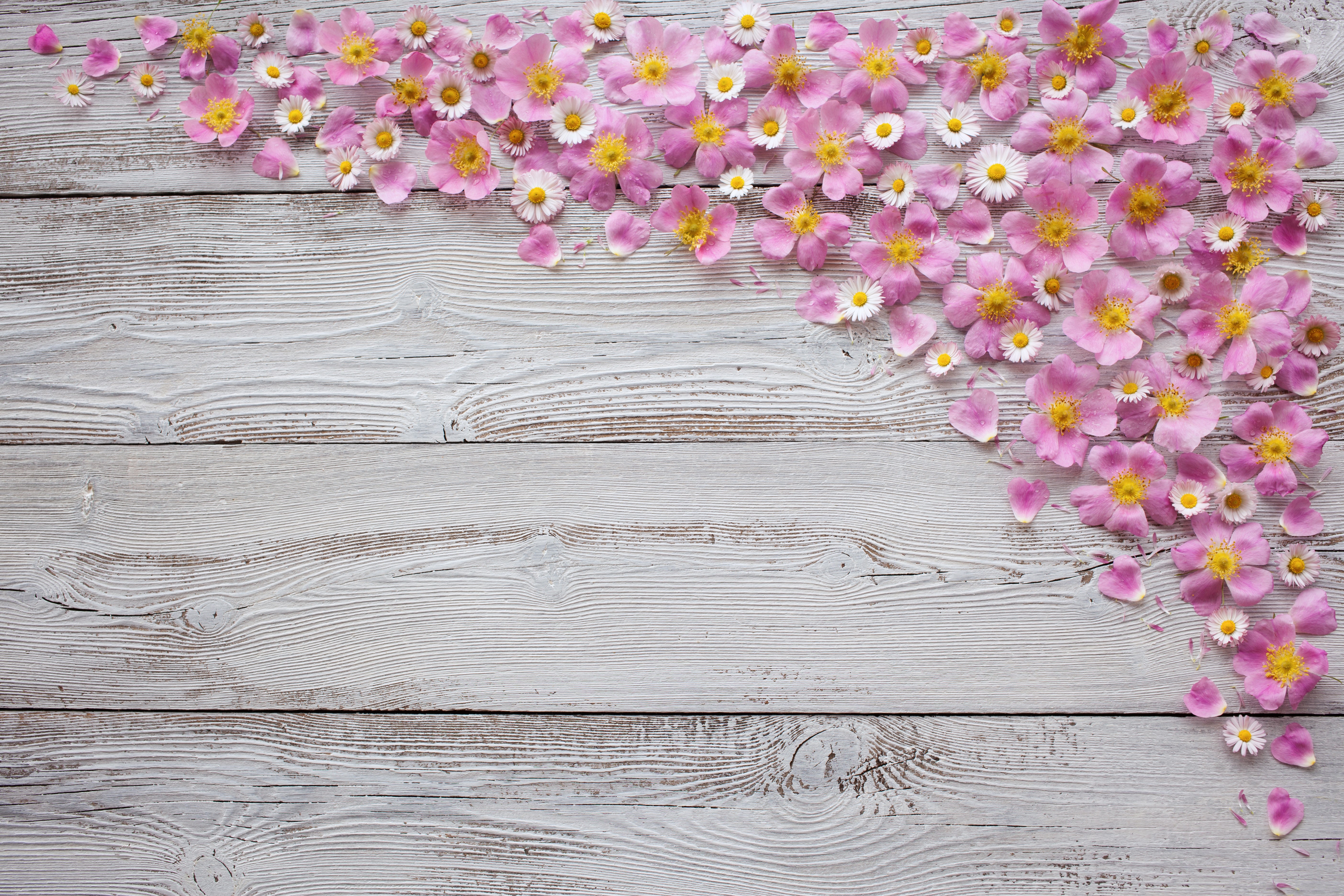 Pink flowers and daisies on wood planks HD Wallpaper