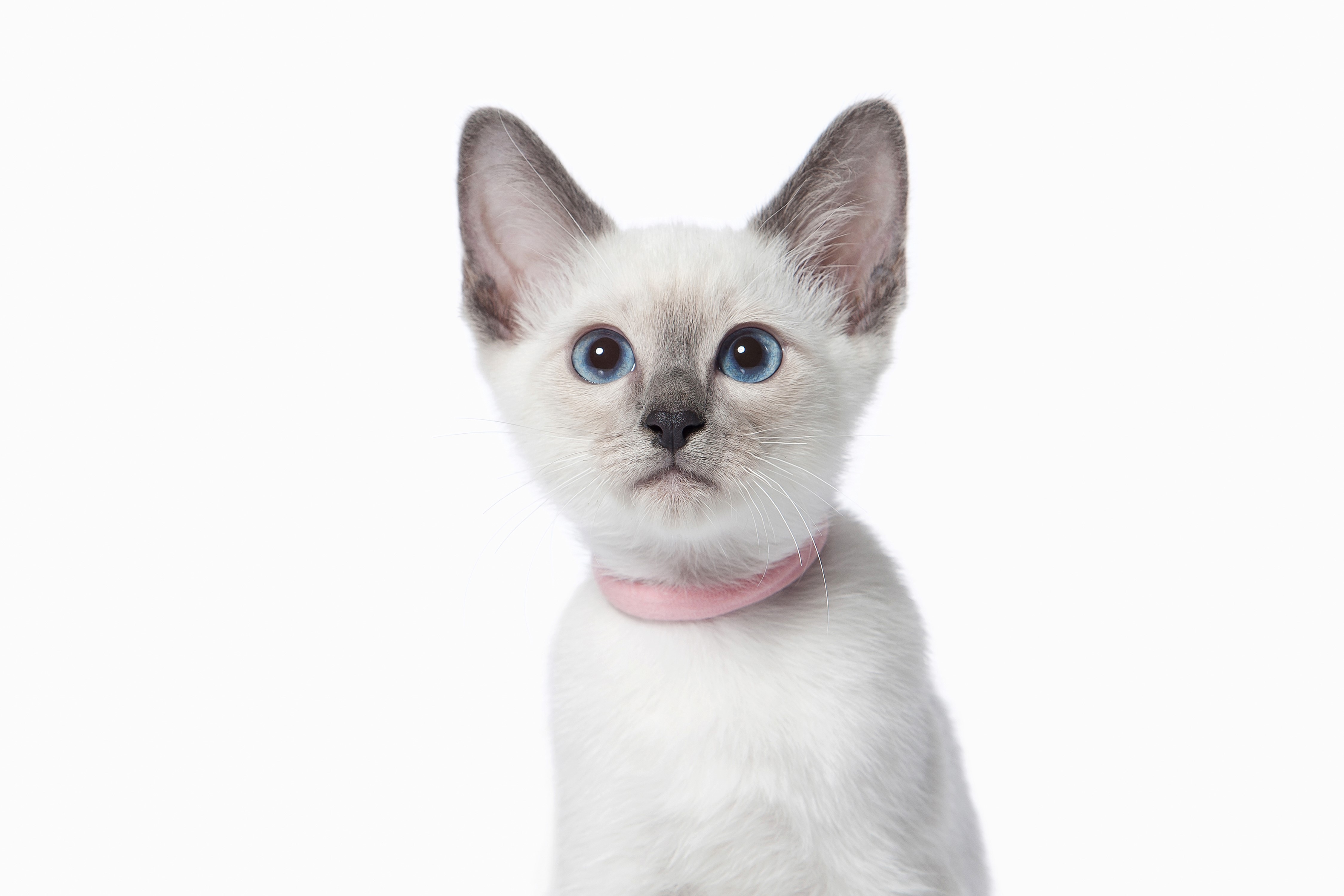 Siamese kitten with blue eyes and pink collar HD Wallpaper