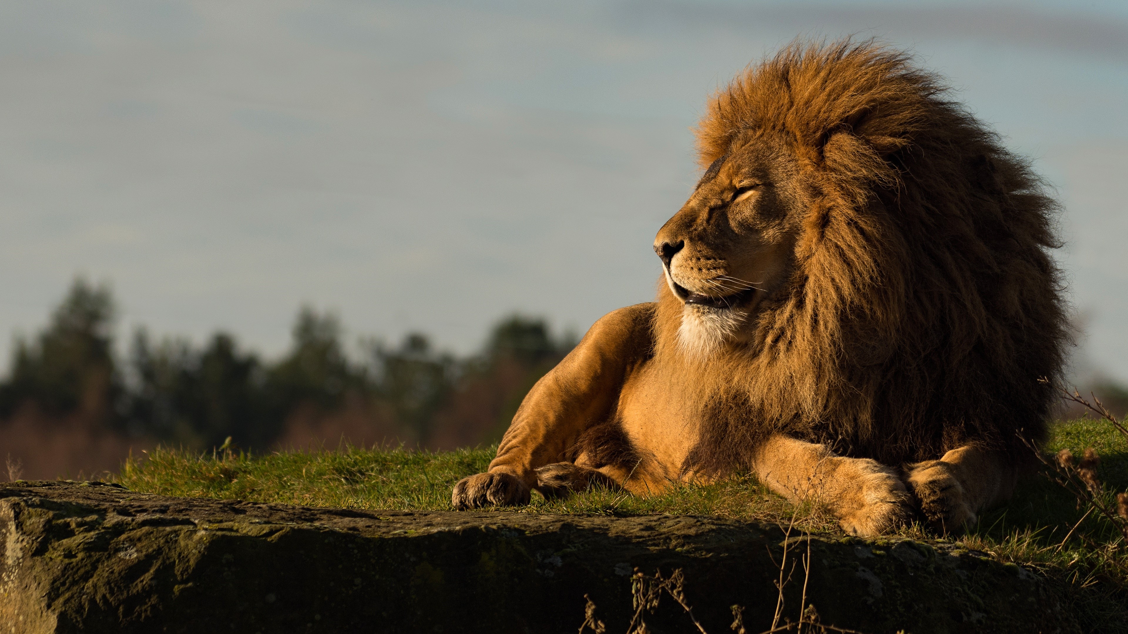 Lion resting on a rock HD Wallpaper