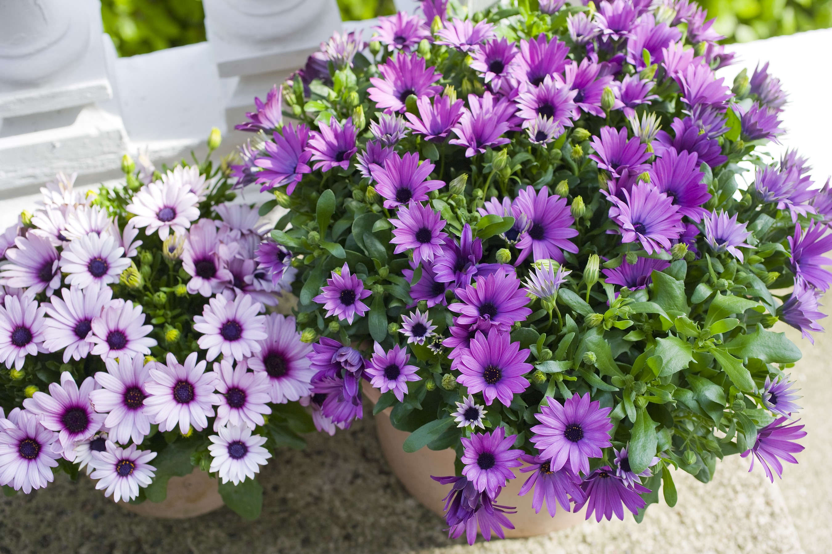 Purple and white Osteospermum flowers in pots HD Wallpaper