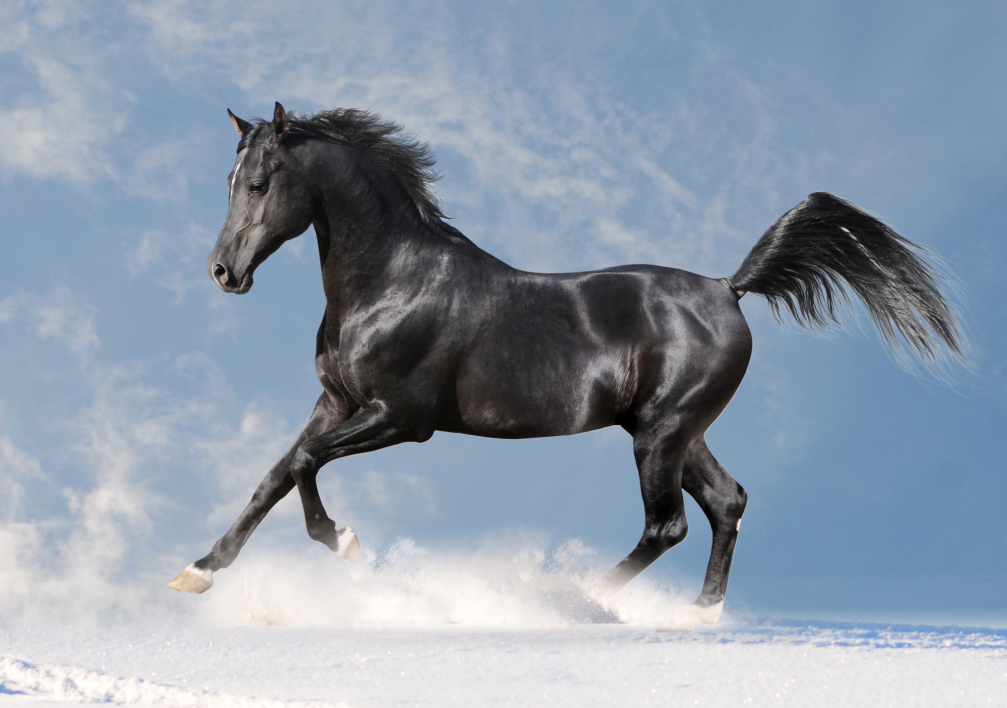 Majestic Black Horse Running in Snow HD Wallpaper