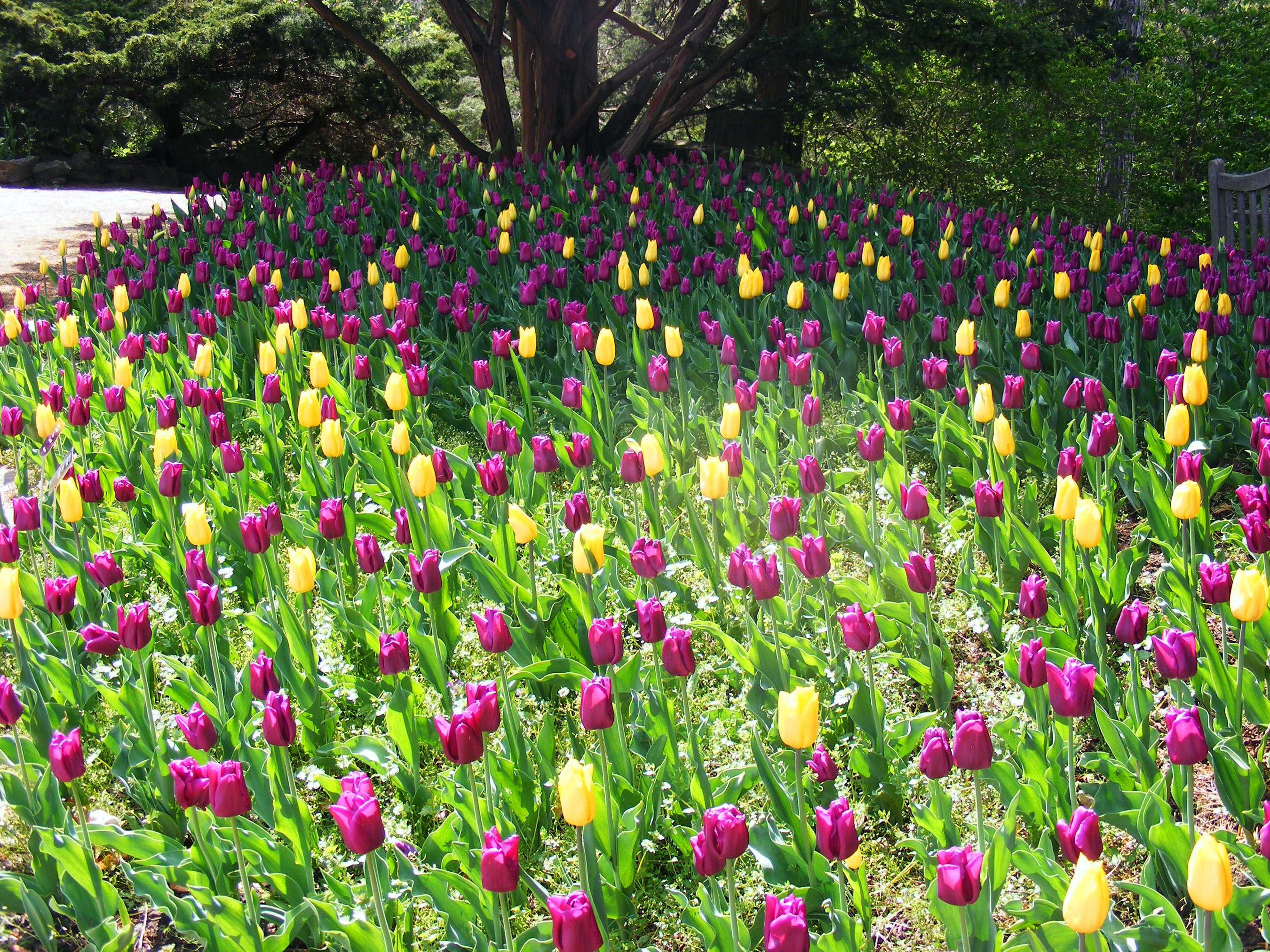 Field of Purple and Yellow Tulips HD Wallpaper