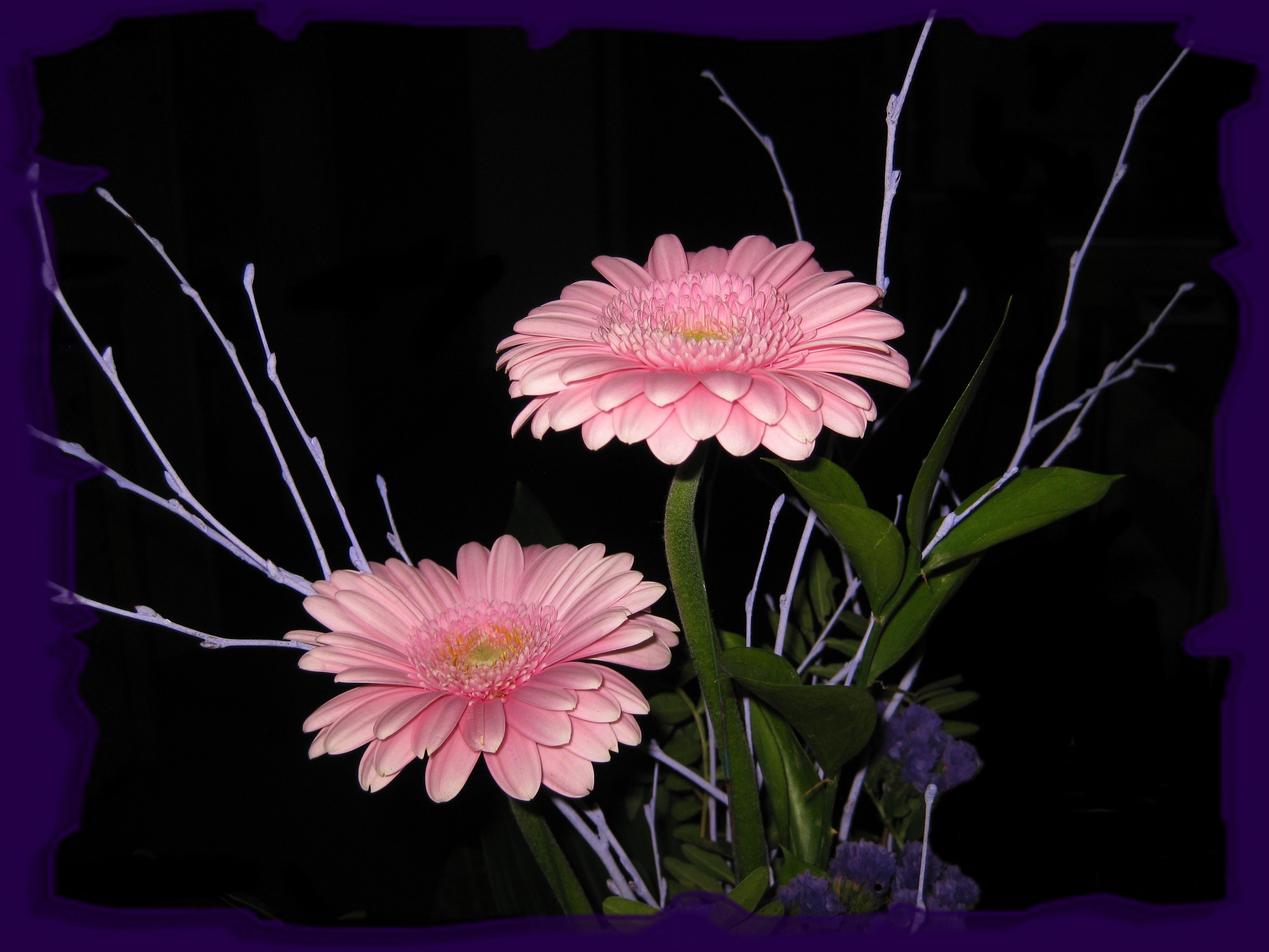 Two pink Gerberas with decorative branches HD Wallpaper