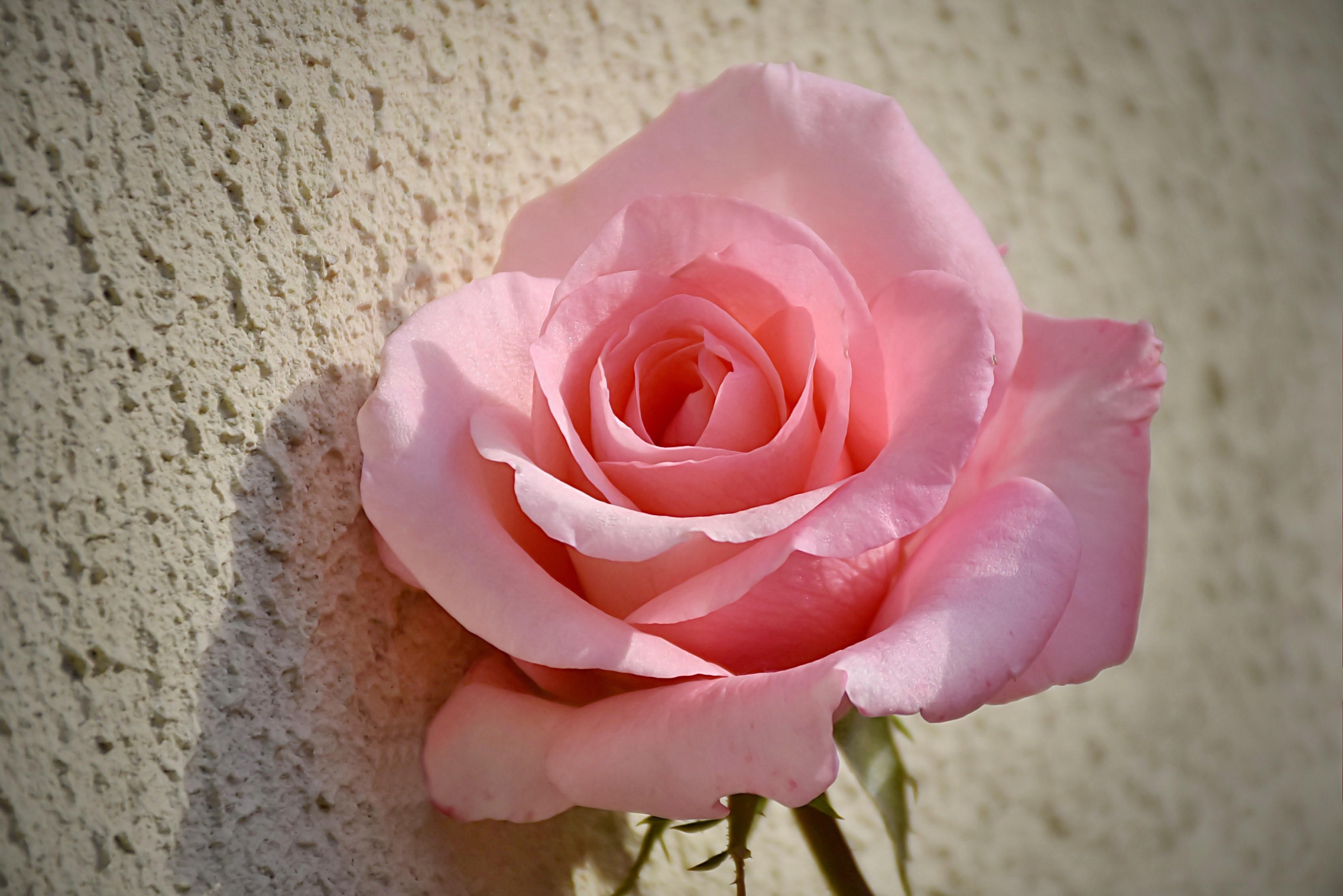 Pink rose against a textured wall HD Wallpaper