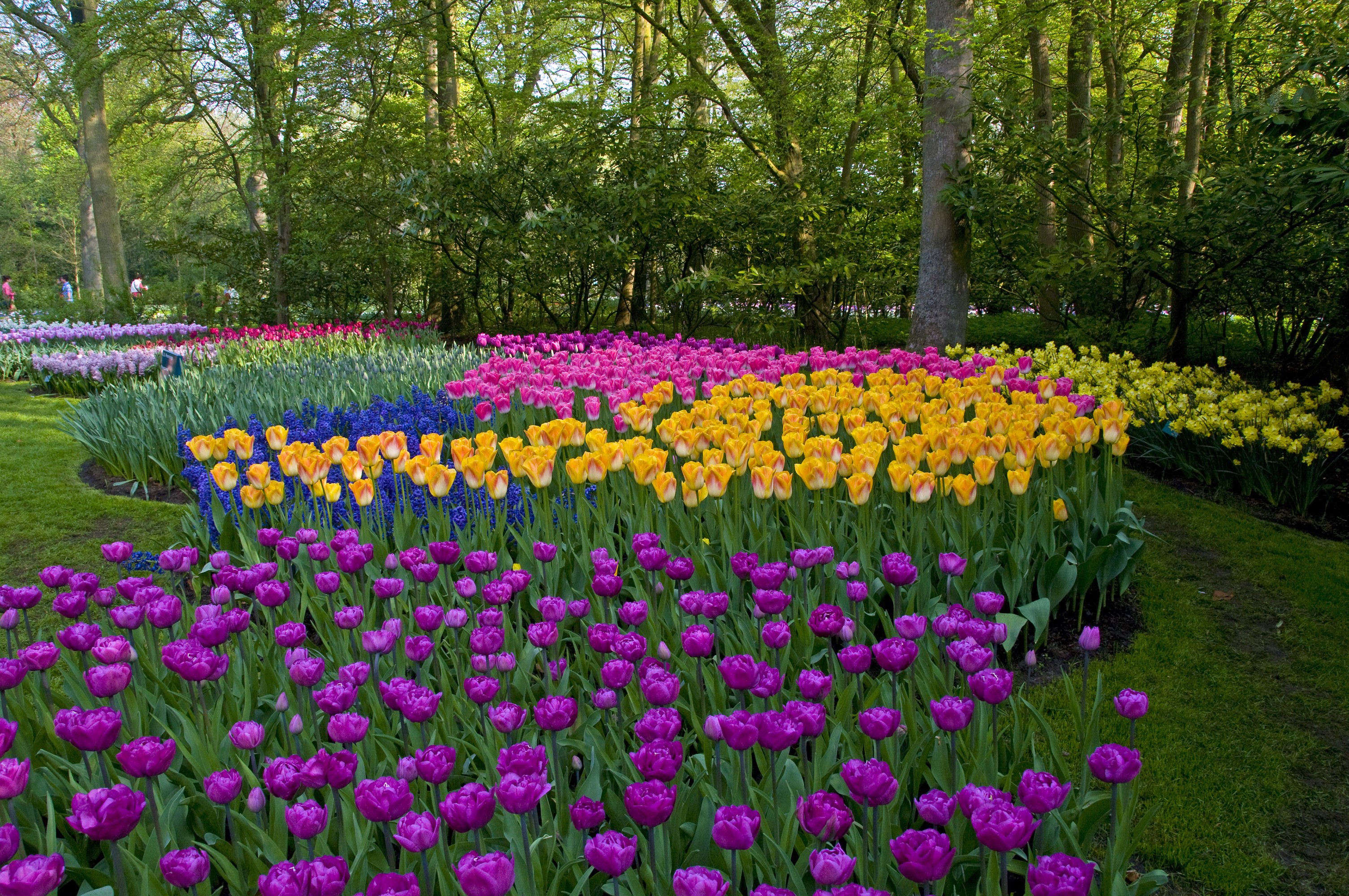 Keukenhof Gardens with Colorful Tulips in the Netherlands HD Wallpaper