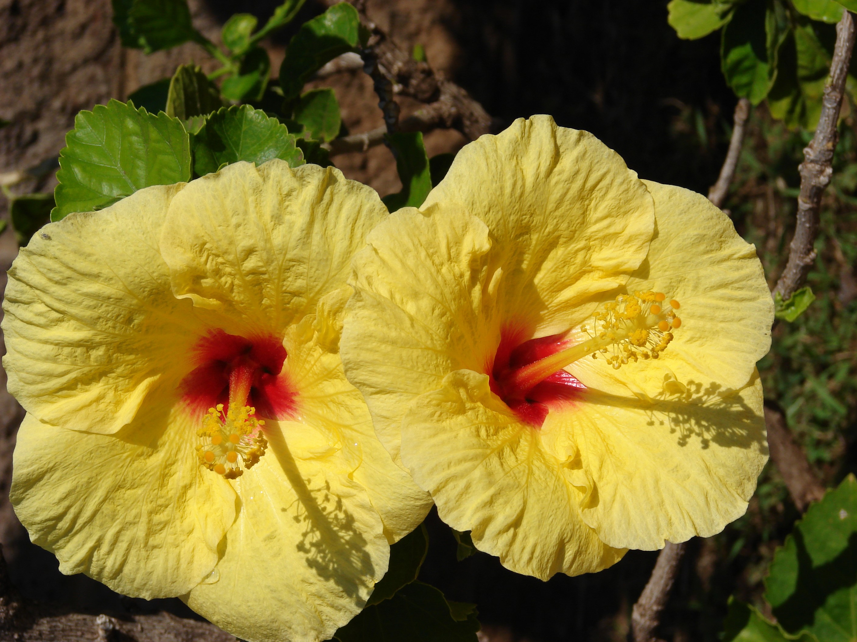 Two yellow hibiscus flowers with red centers HD Wallpaper