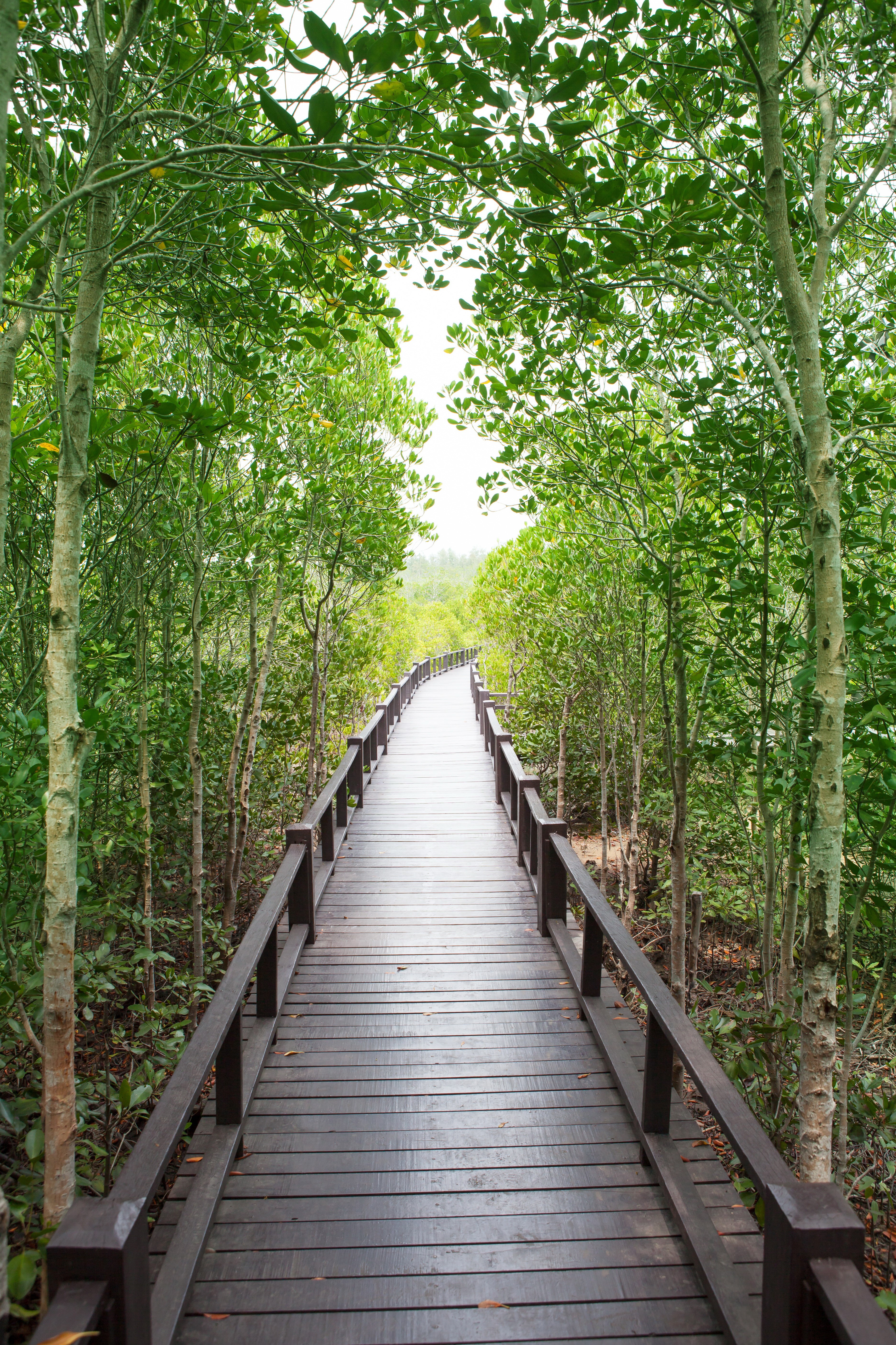 Wooden boardwalk through a mangrove forest HD Phone Wallpaper