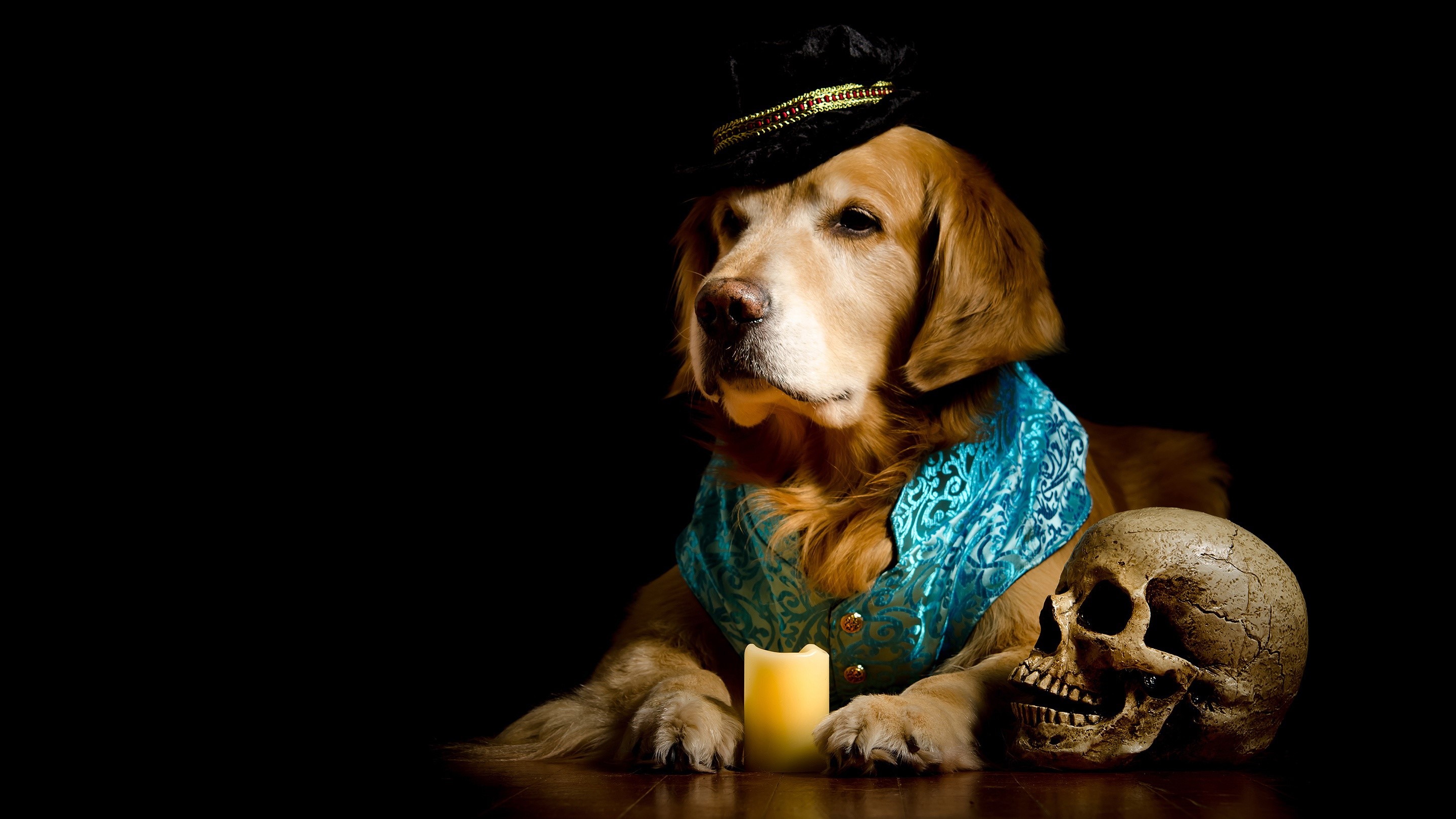 Golden Retriever dog wearing a hat and vest with a skull and candle HD Wallpaper