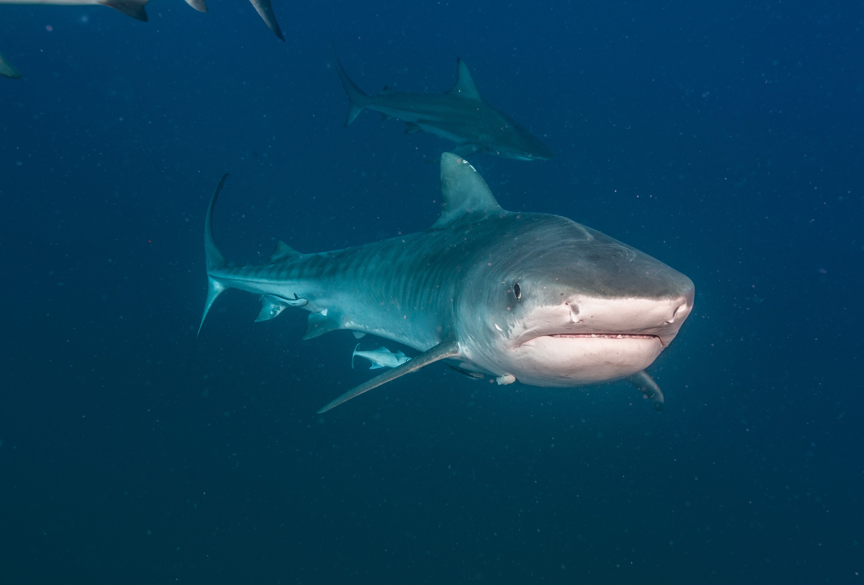 Tiger shark swimming in the ocean with other sharks HD Wallpaper