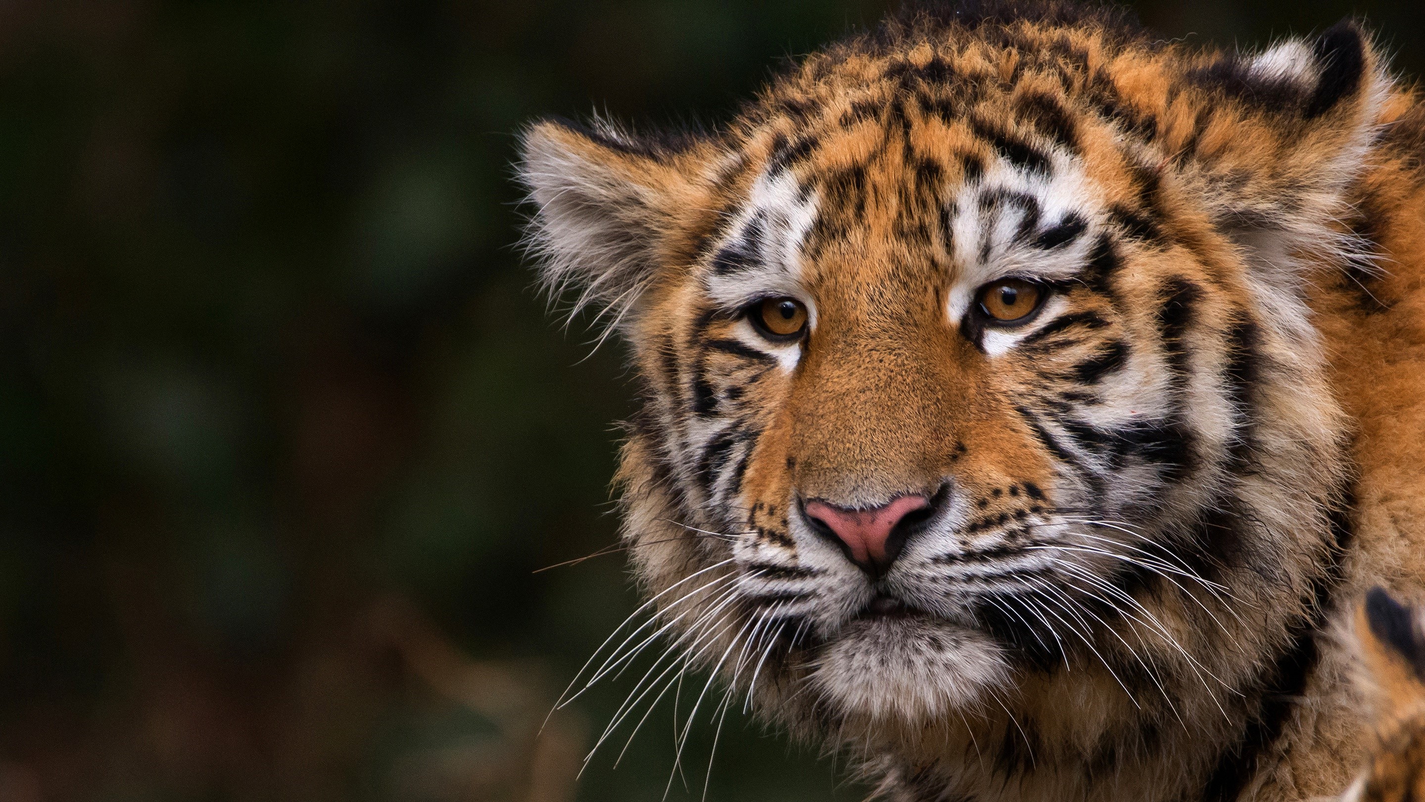 Close-up of a tiger's face with prominent whiskers HD Wallpaper