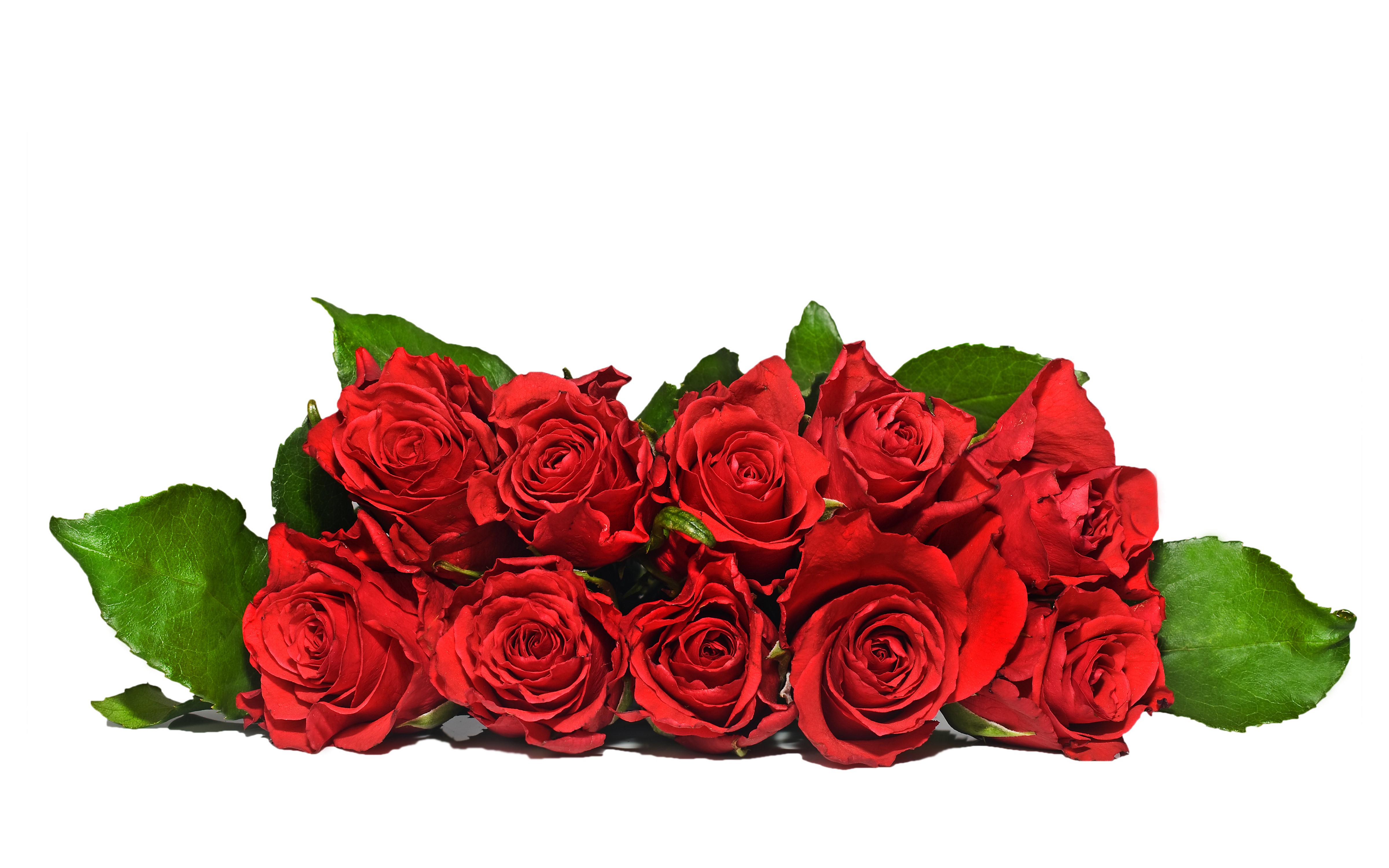 Red Roses with Green Leaves on White Background HD Wallpaper