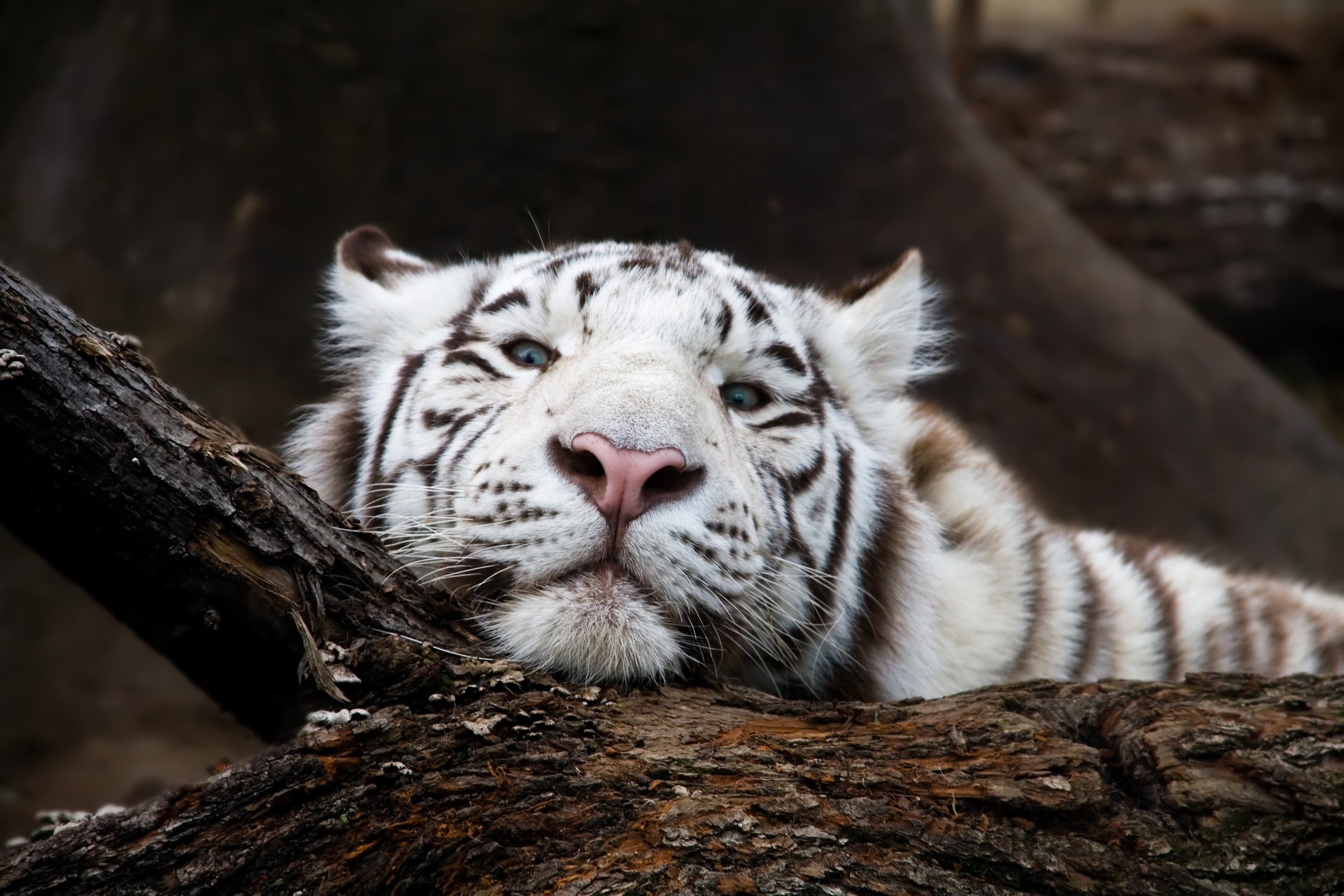White tiger resting on a tree branch HD Wallpaper