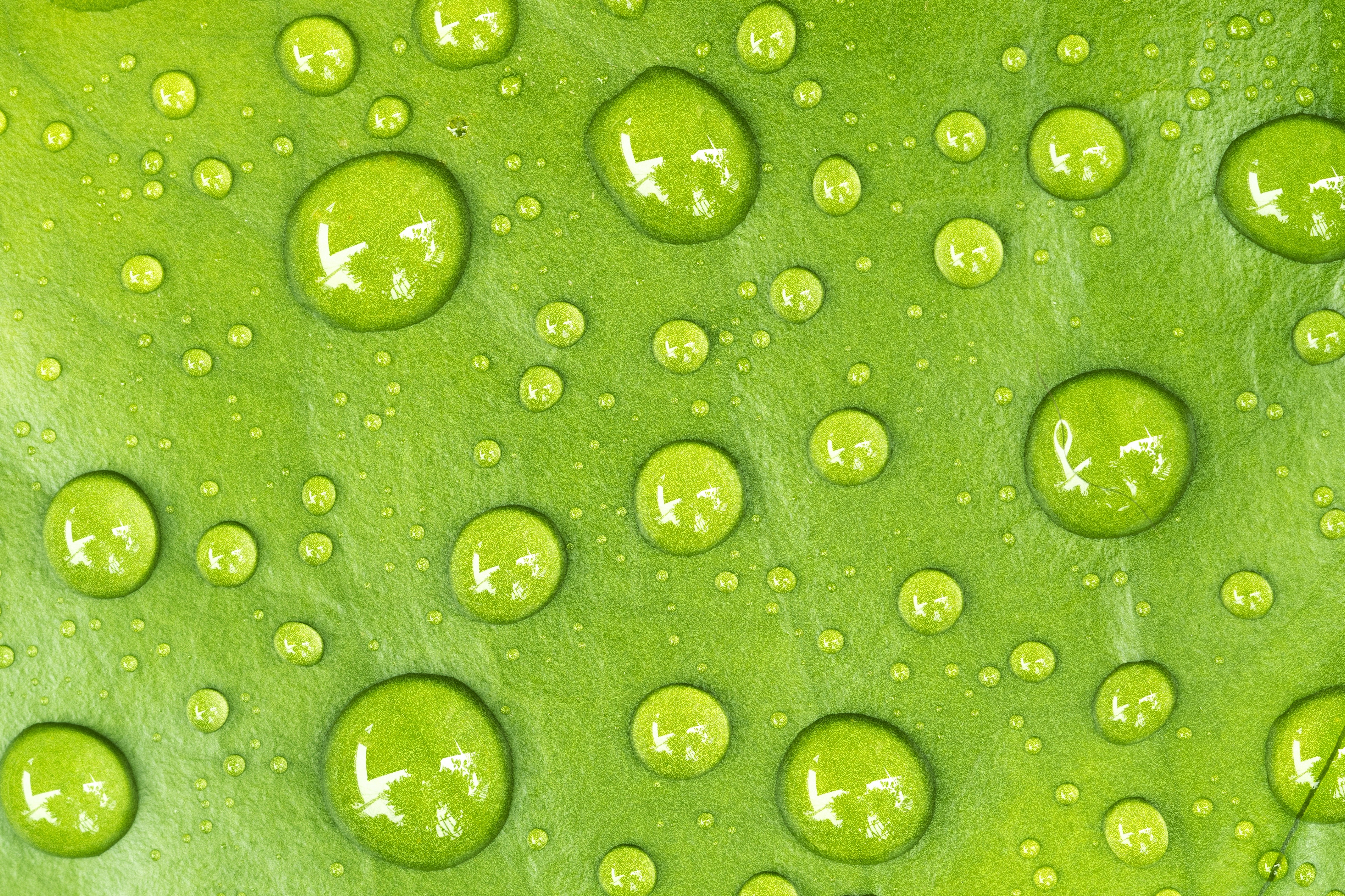 Water Drops on Green Leaf Texture 4K HD Wallpaper