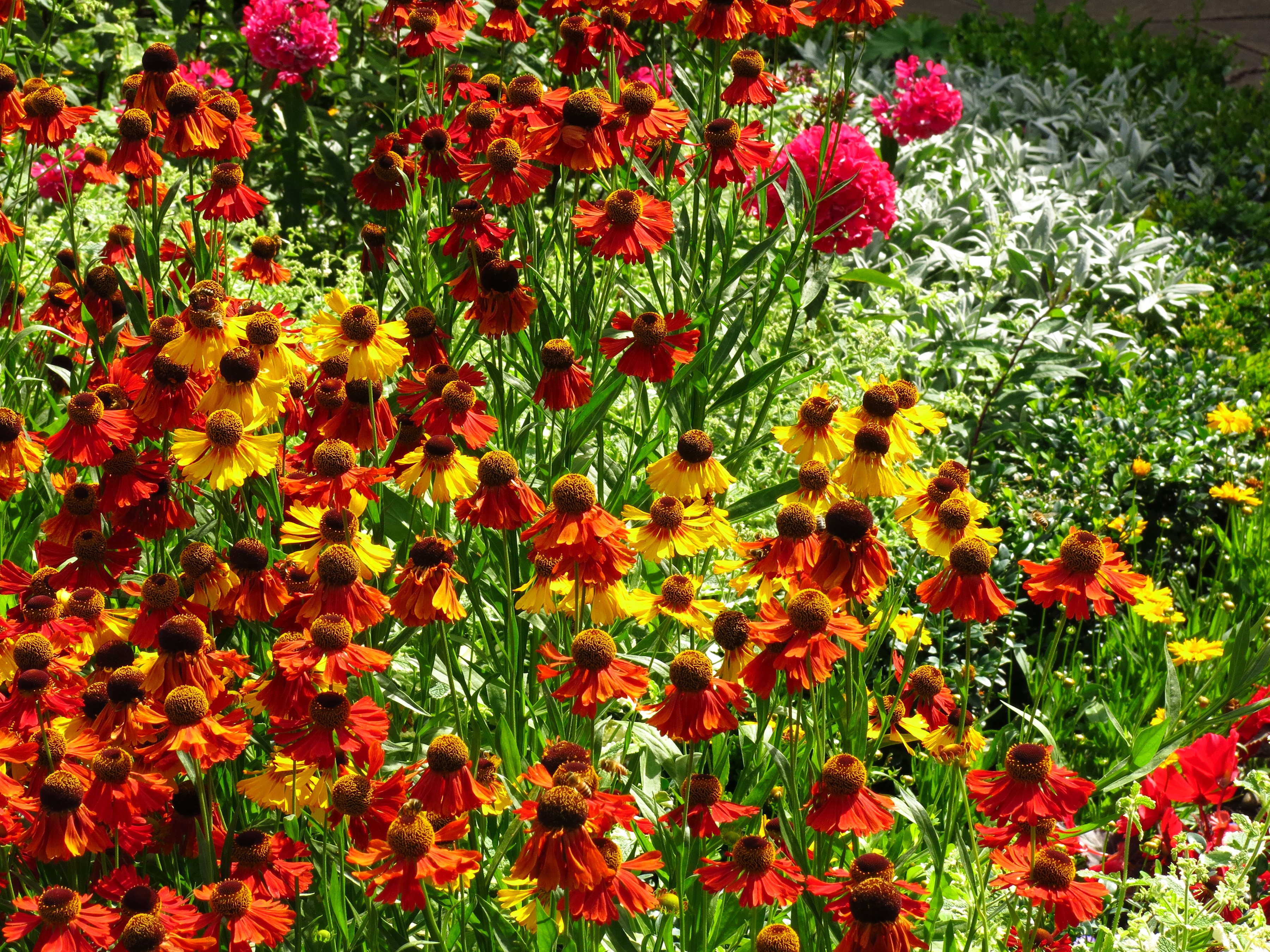 Field of orange and yellow Rudbeckia flowers HD Wallpaper
