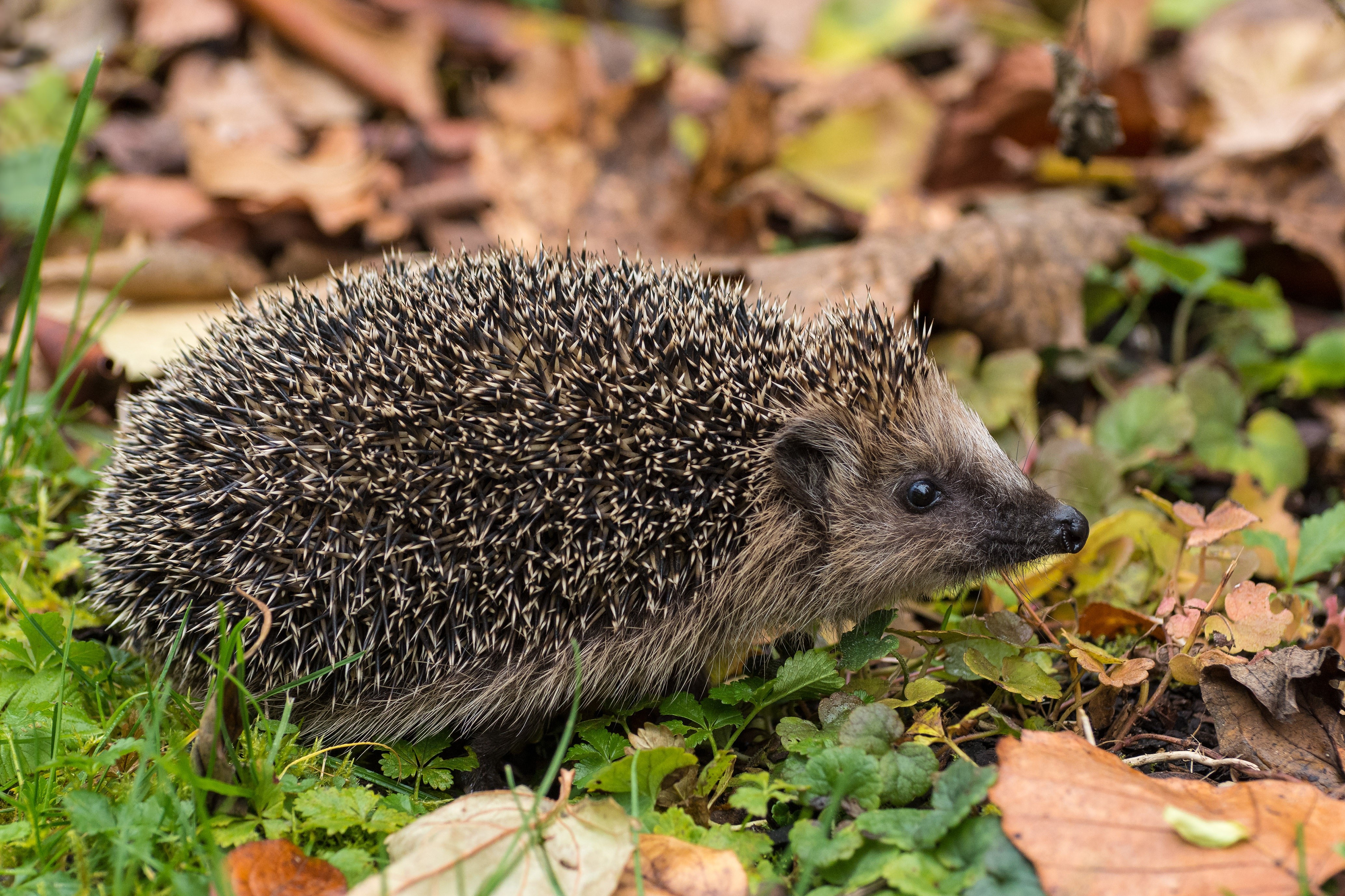 4K Closeup of a Hedgehog in Autumn Leaves HD Wallpaper