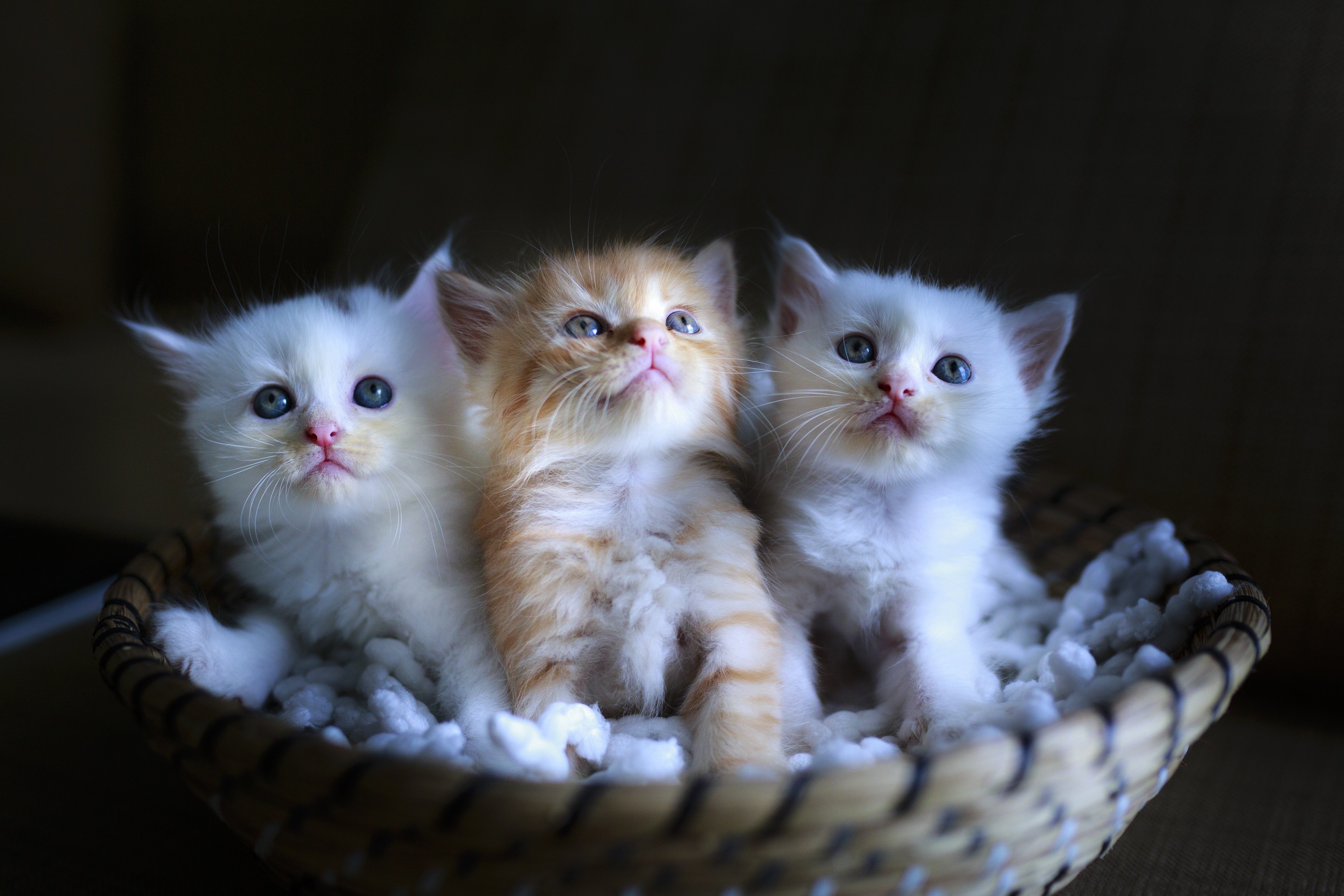 Three Fluffy Kittens in a Basket HD Wallpaper