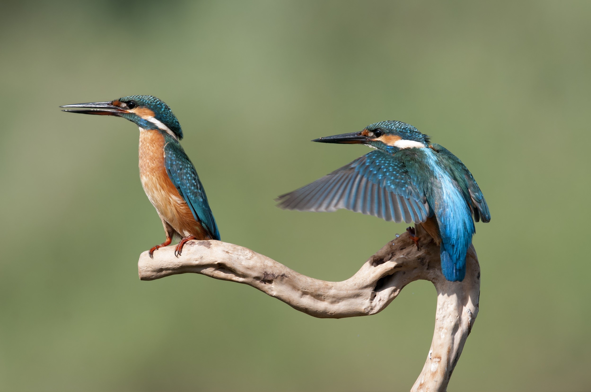 Two Common Kingfishers on a Branch HD Wallpaper