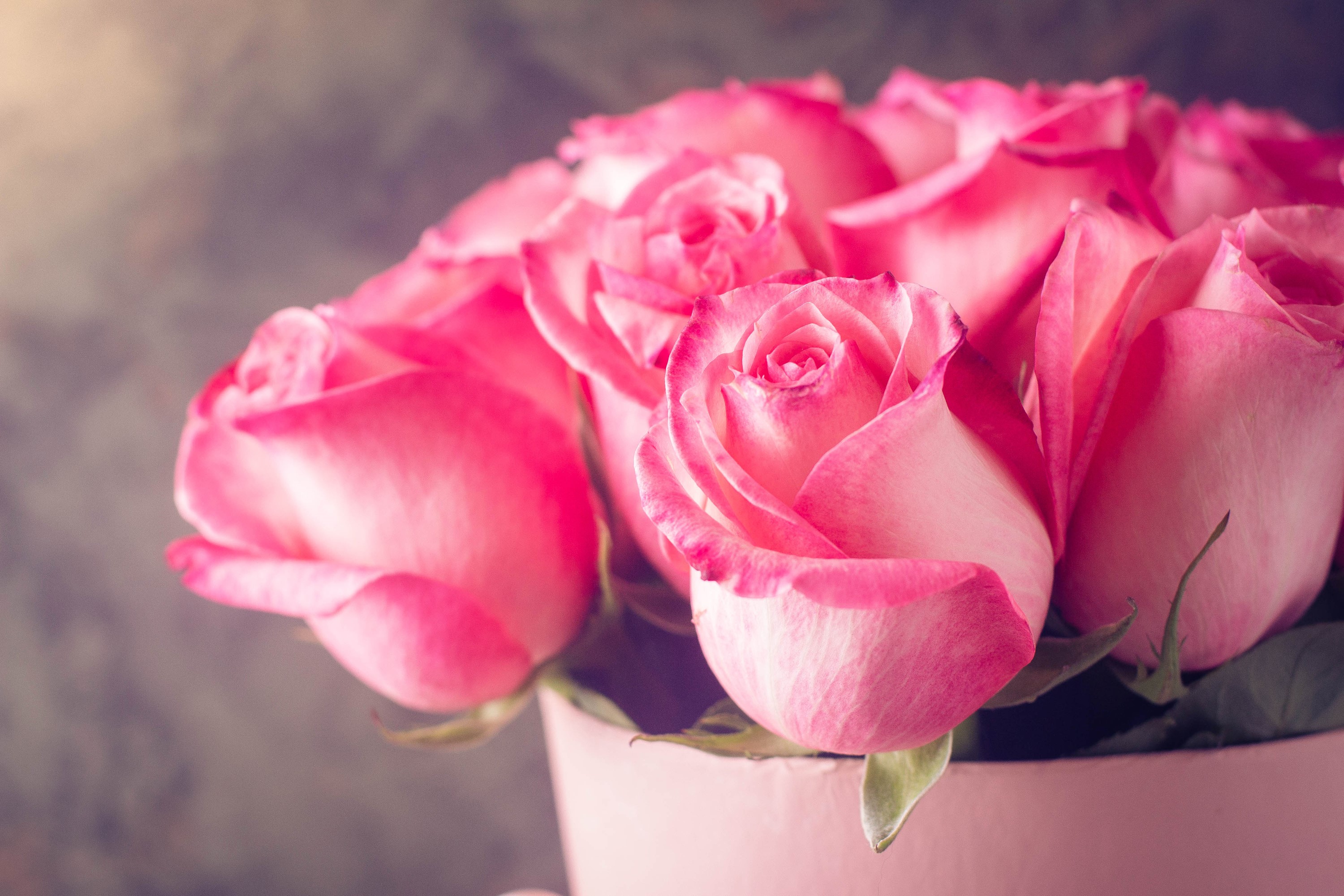 Pink Roses in a Pink Box HD Wallpaper