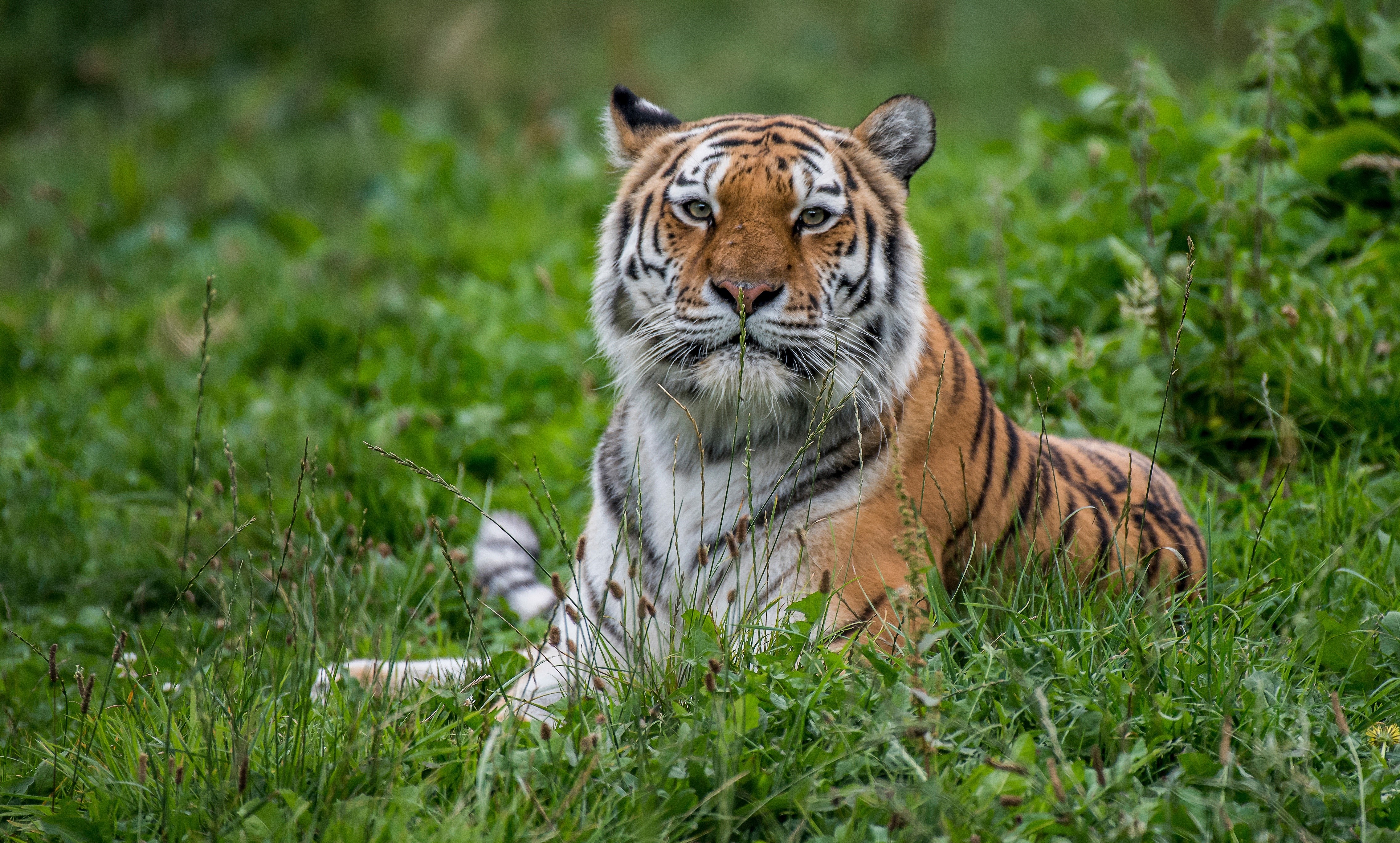 Tiger lying in green grass HD Wallpaper