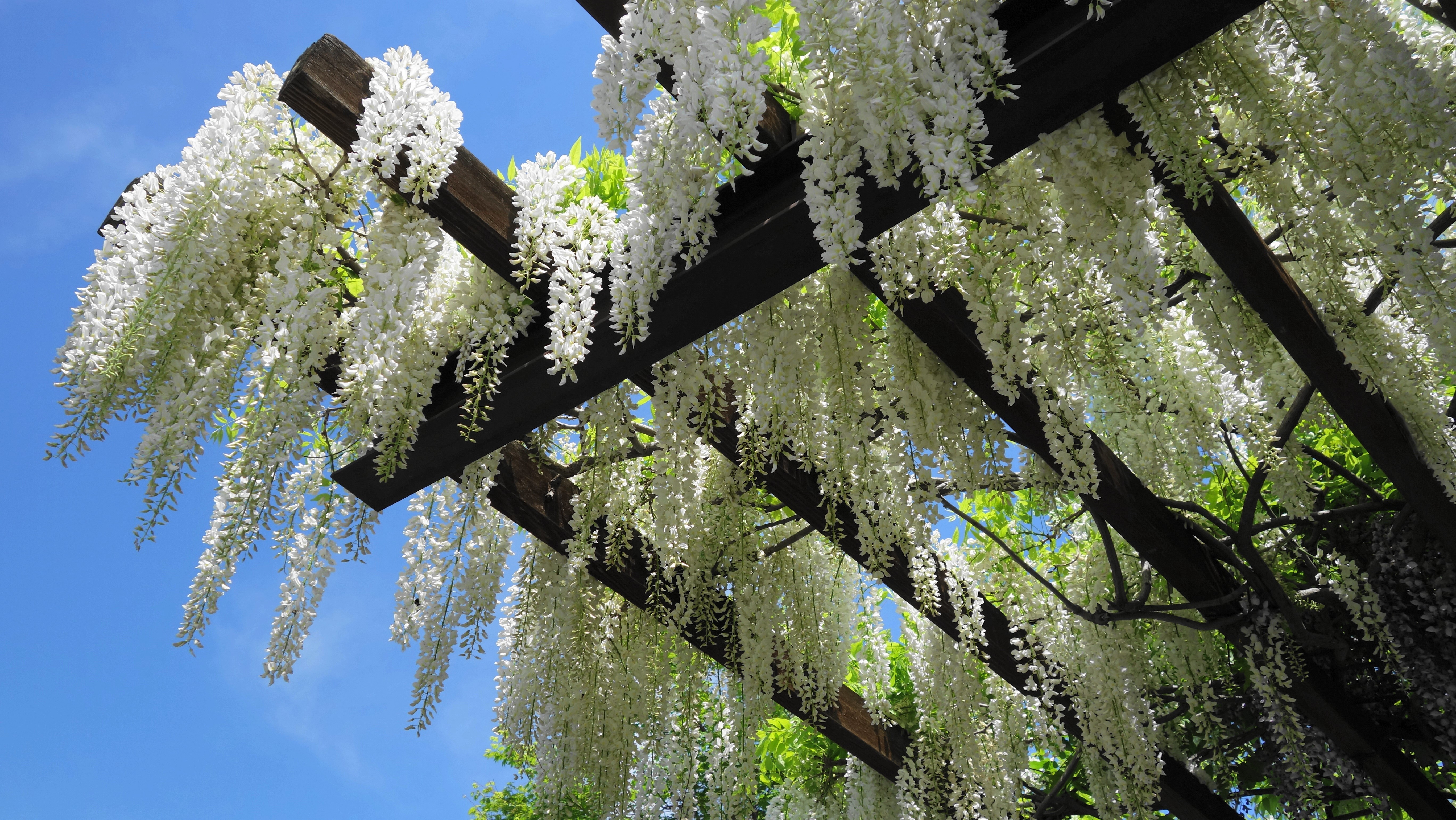 White Wisteria flowers on a wooden pergola HD Wallpaper