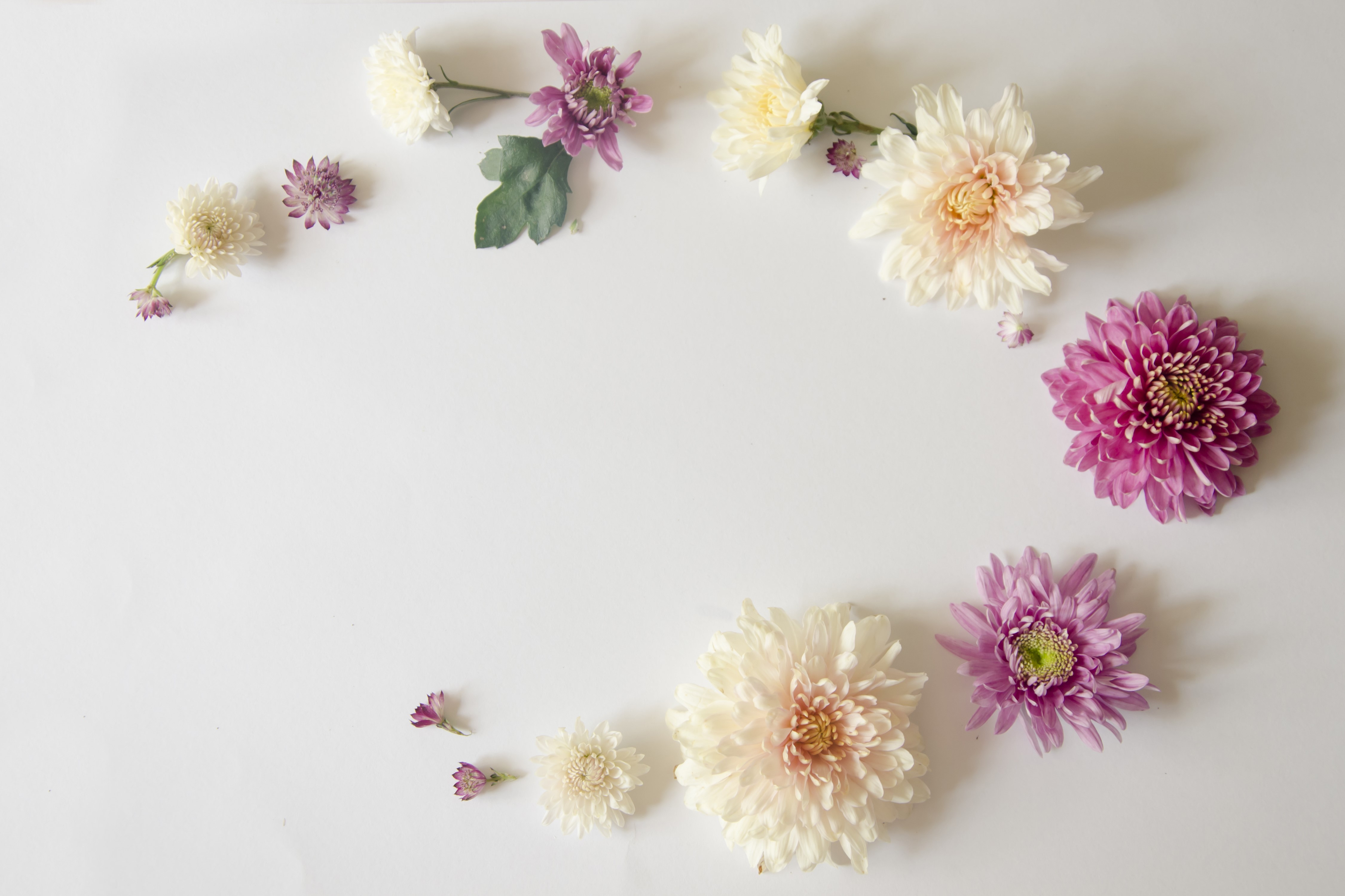 Chrysanthemums arranged in a circle on a gray background HD Wallpaper