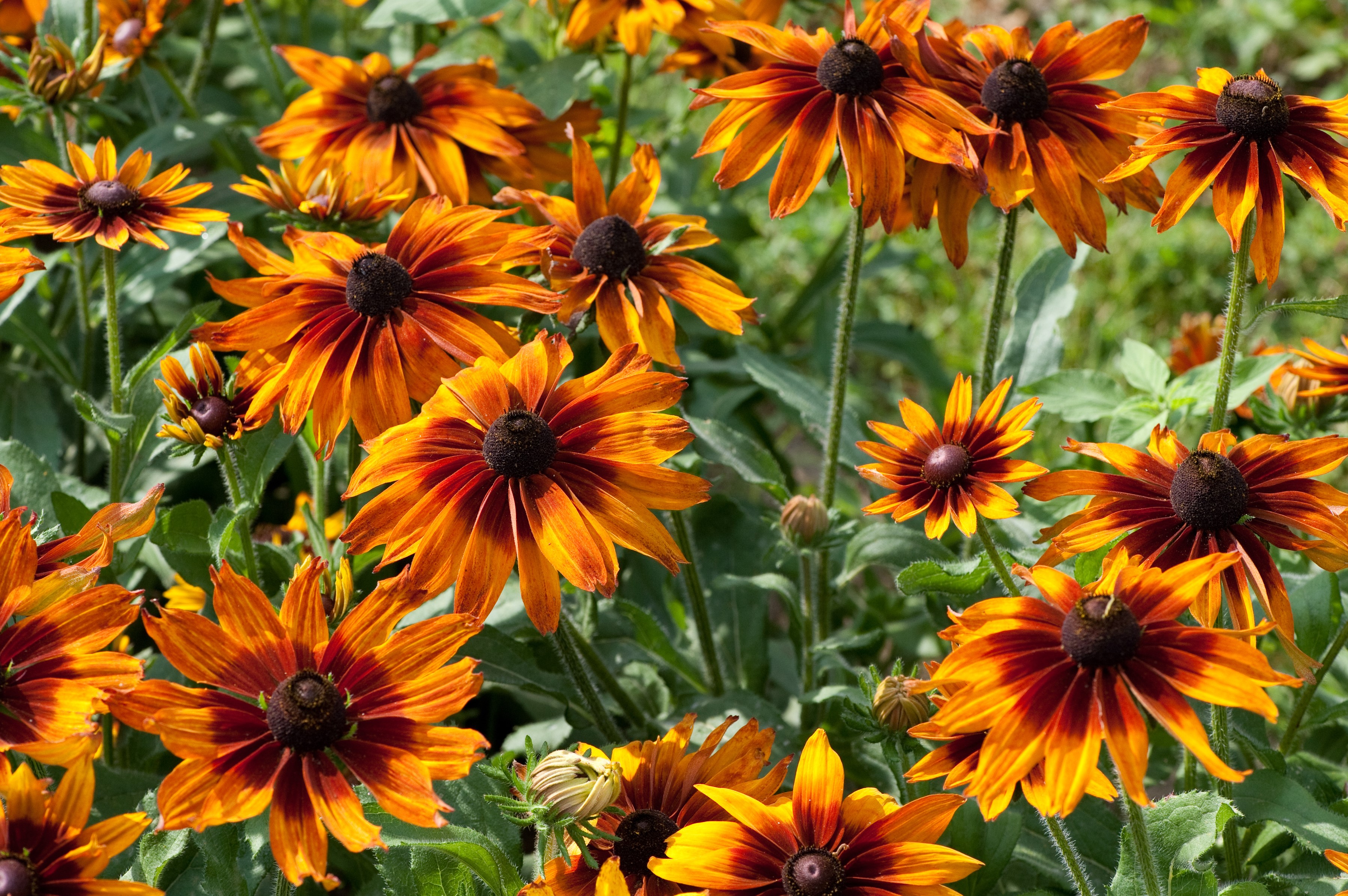 Orange Rudbeckia flowers in a garden HD Wallpaper