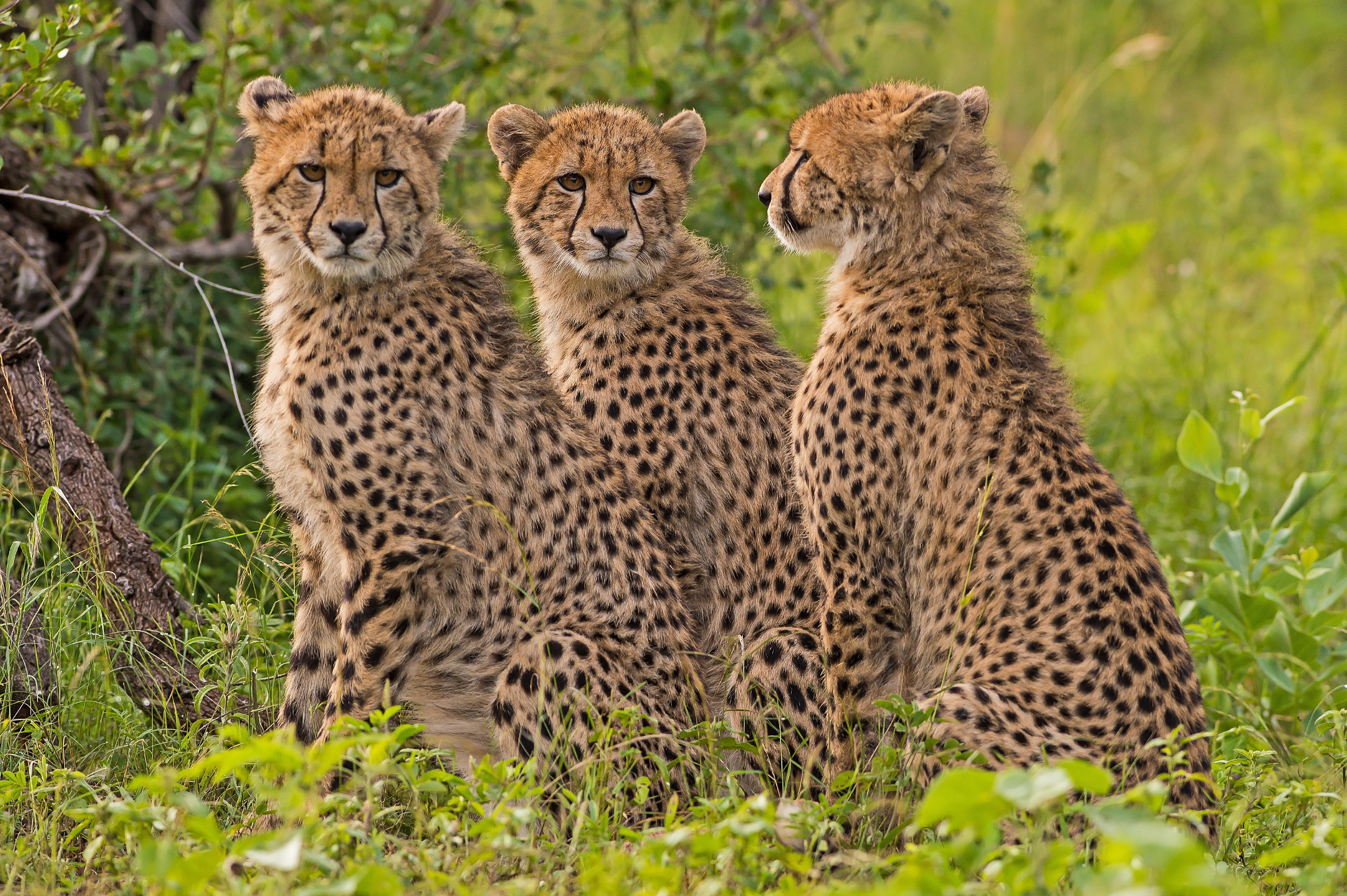 Three Cheetahs Sitting in Grass HD Wallpaper