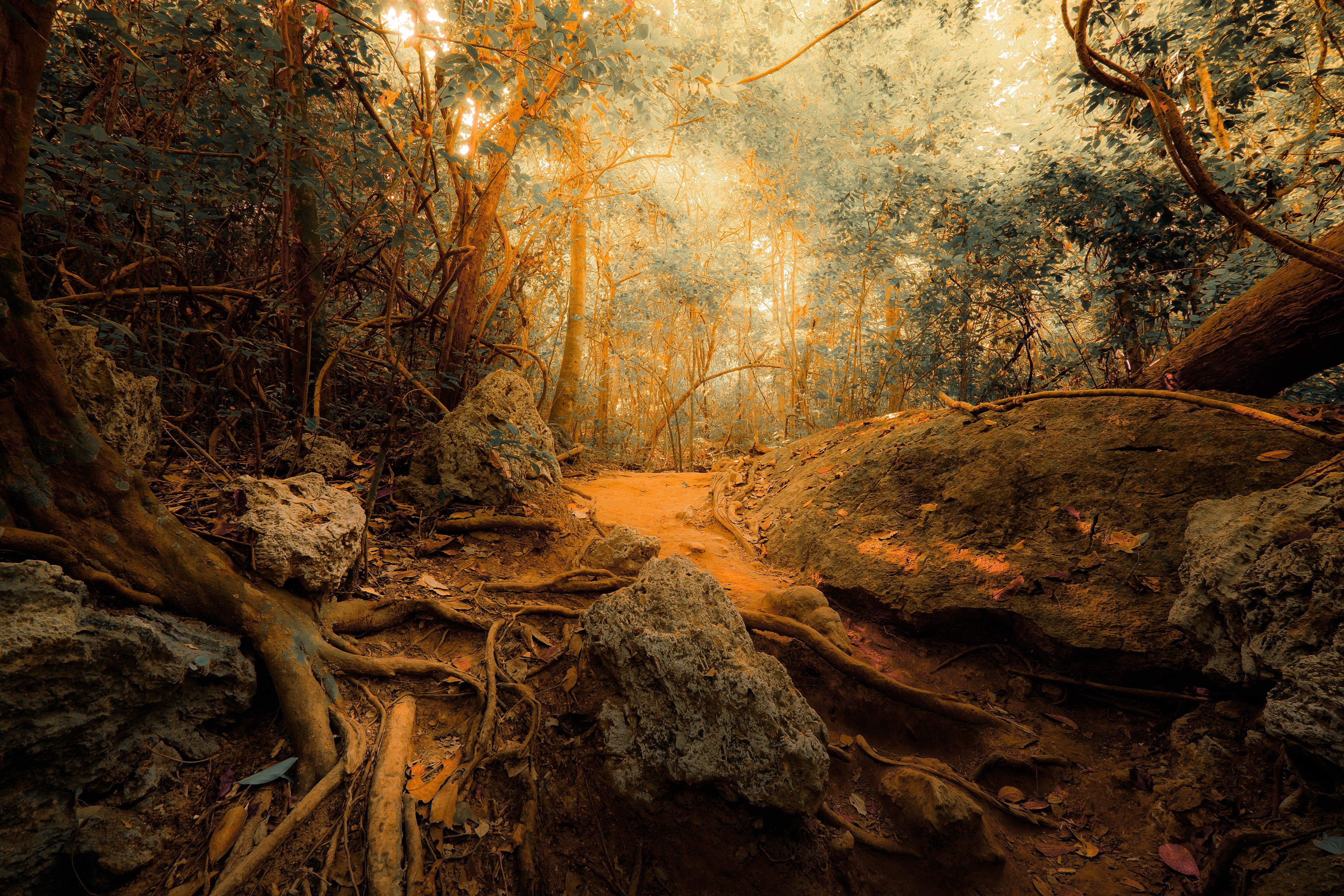 4K jungle with stones and trees HD Wallpaper