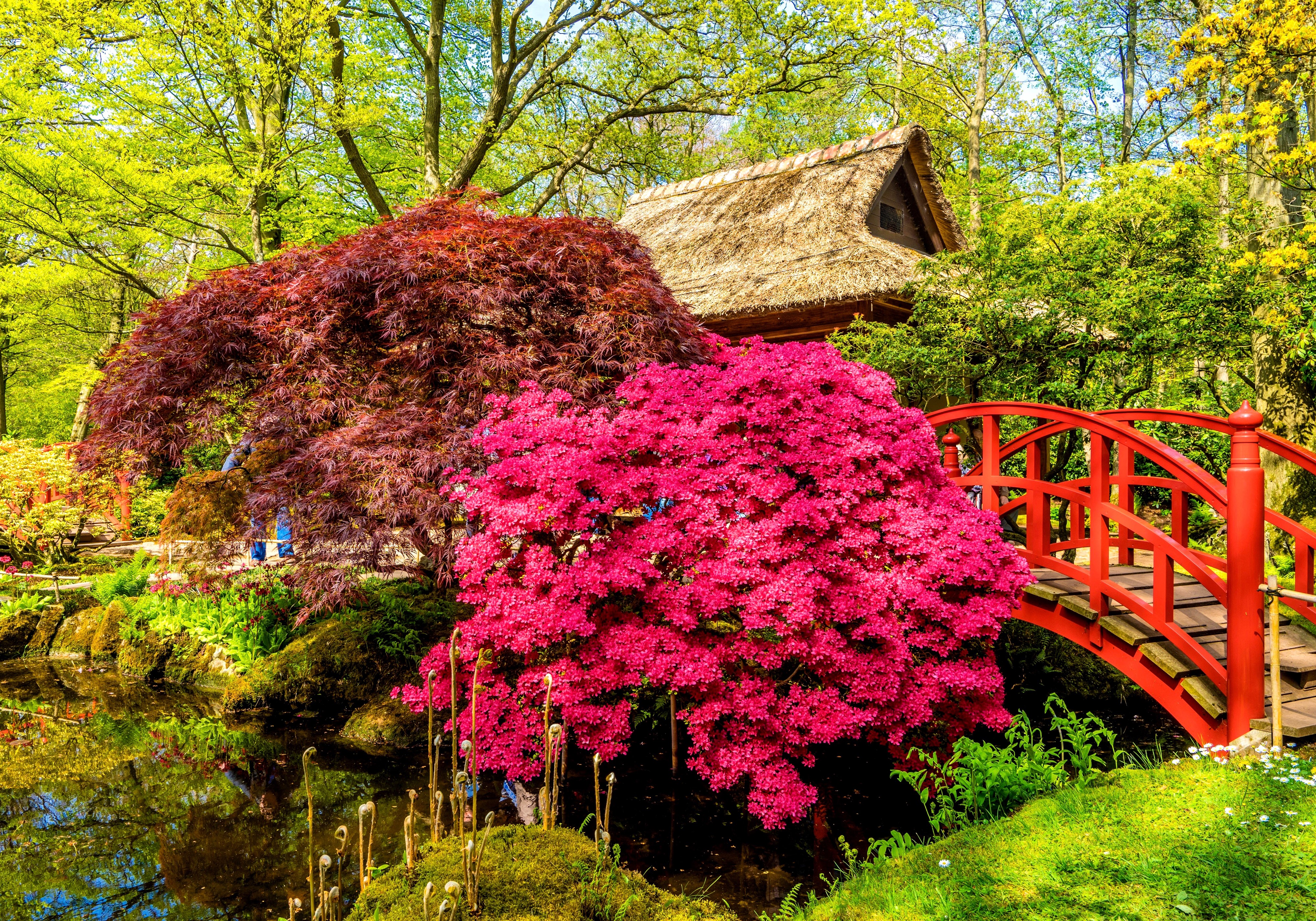 Japanese garden with red bridge and pond in Hague, Netherlands HD Wallpaper