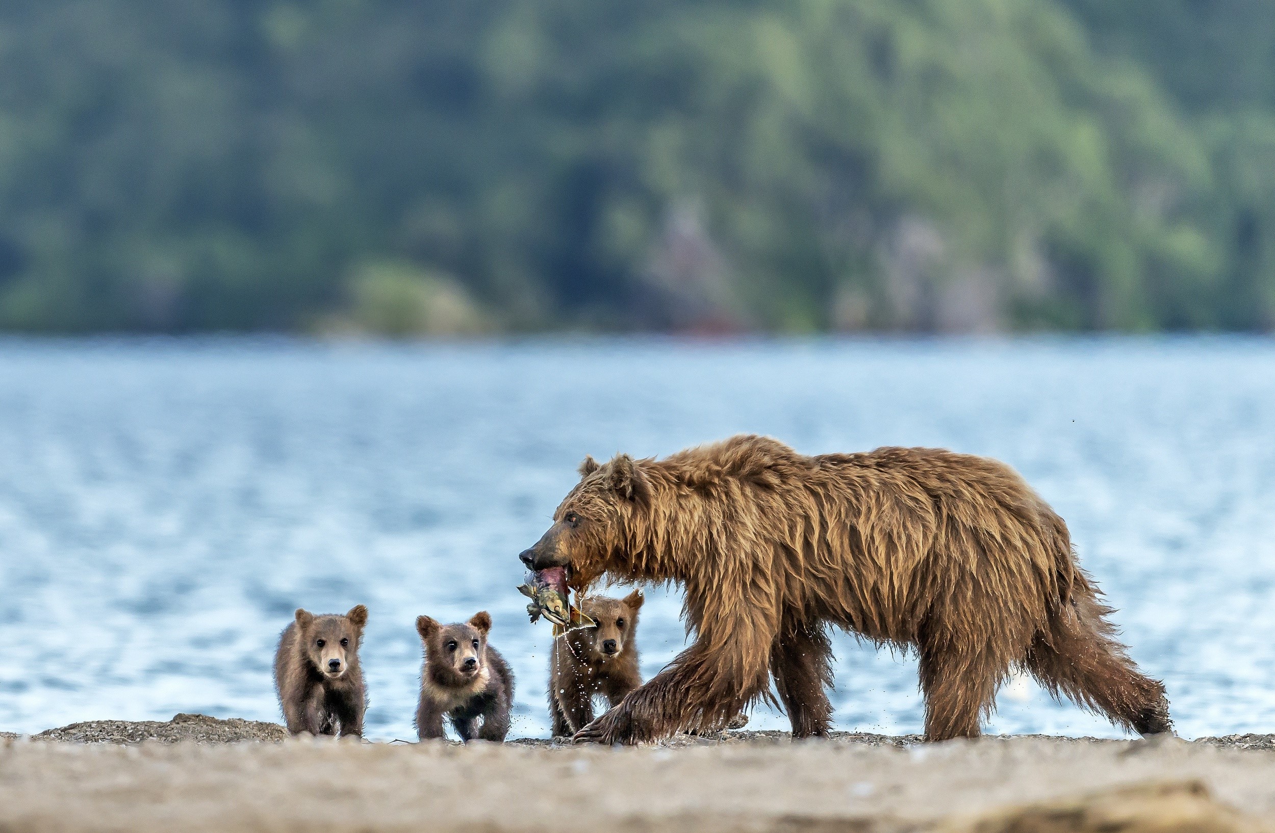 Brown bear mother with cubs and fish HD Wallpaper