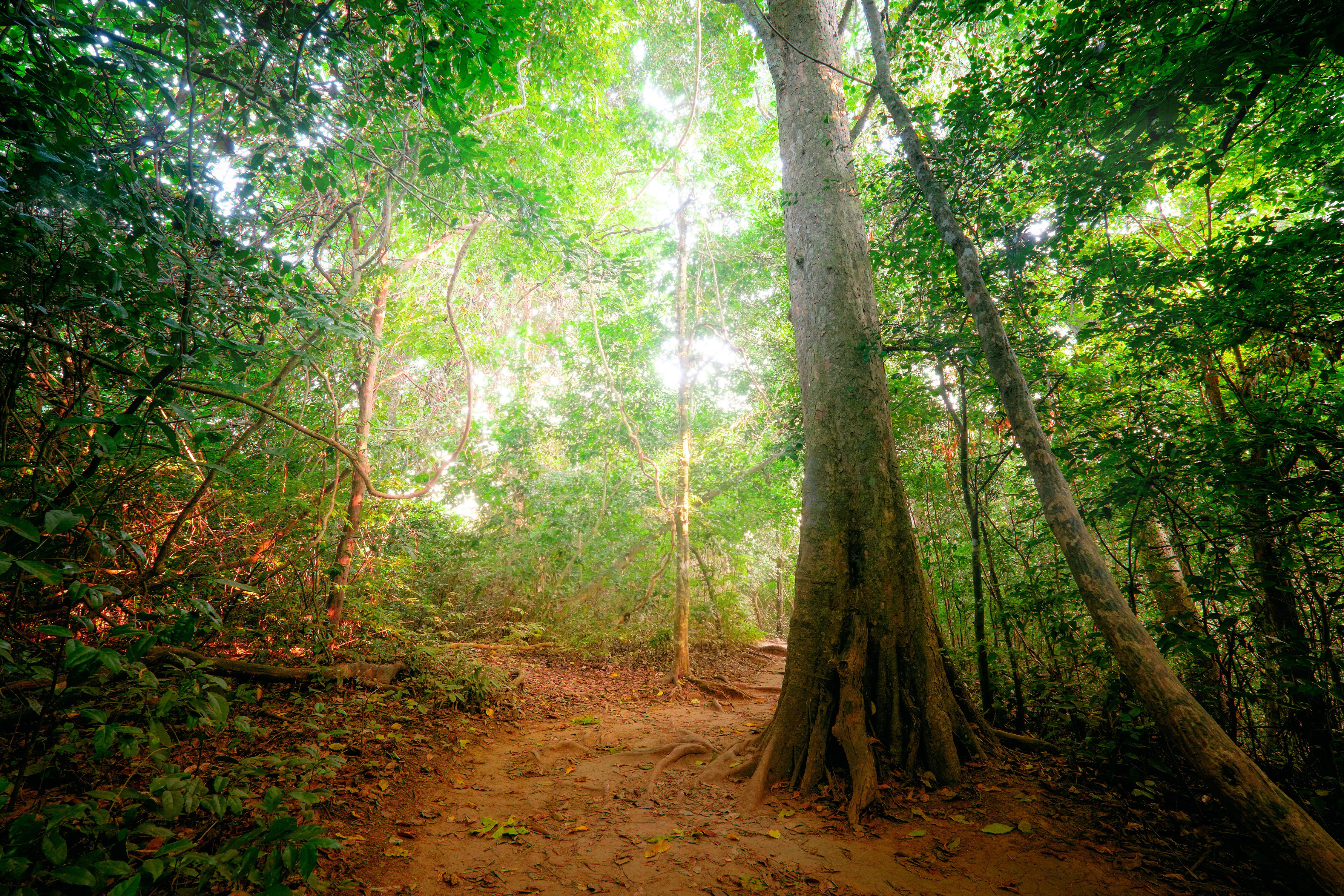 4K jungle path with large trees HD Wallpaper