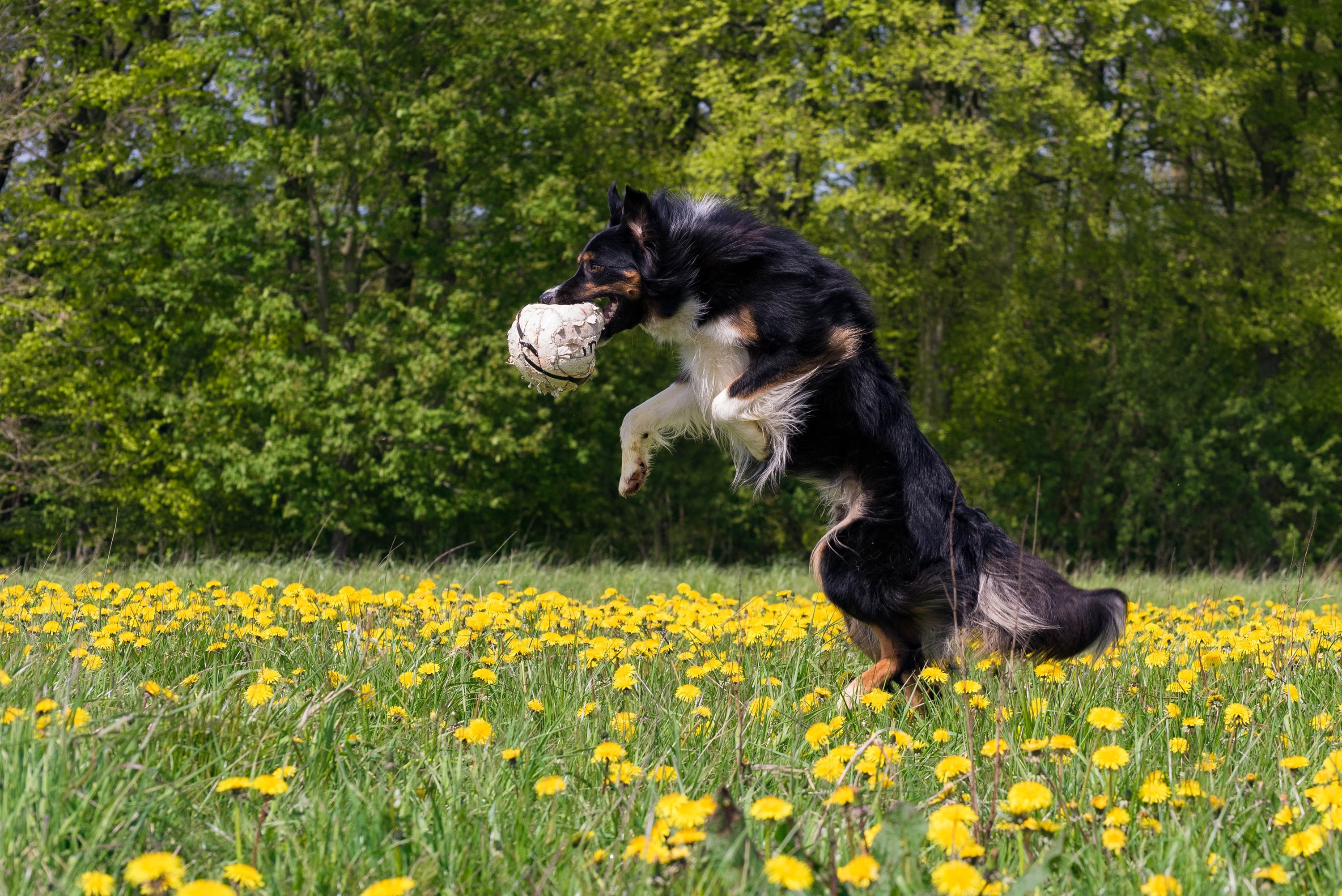 Border Collie dog jumping with a ball in a field of dandelions HD Wallpaper
