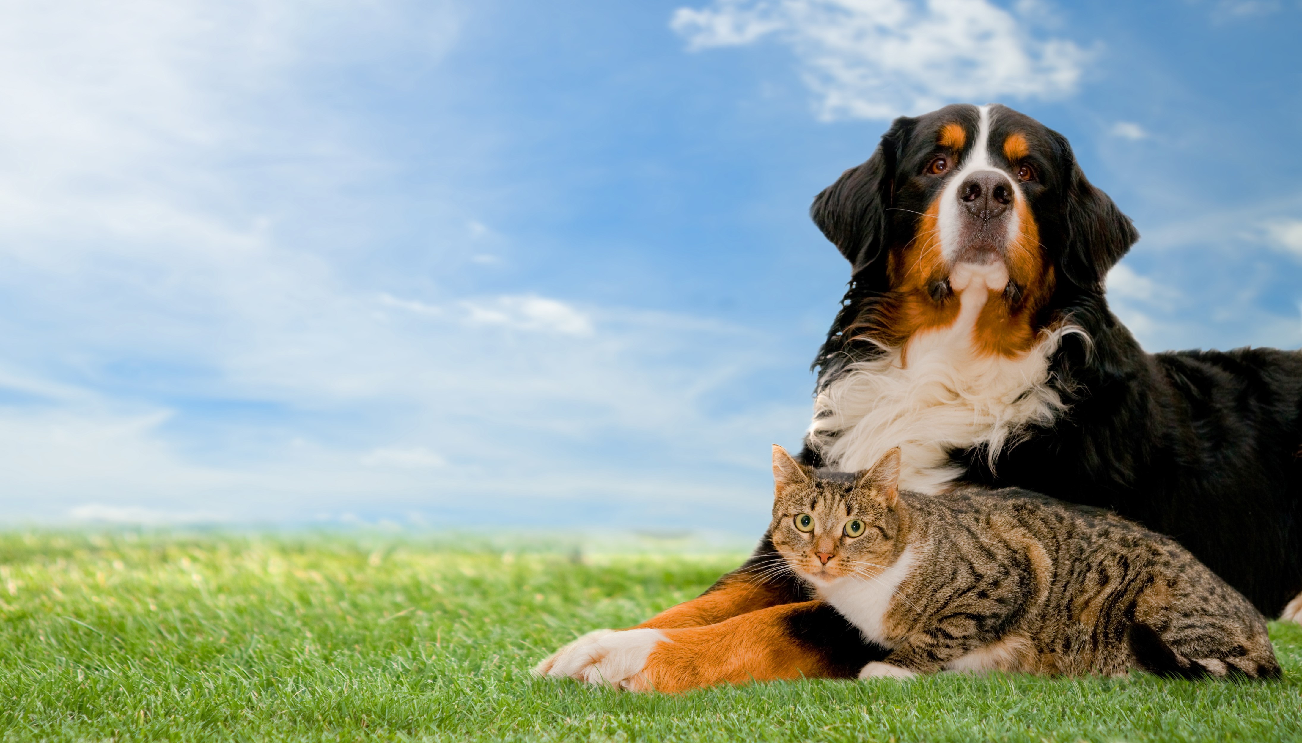 Bernese Mountain Dog and Tabby Cat on Grass HD Wallpaper