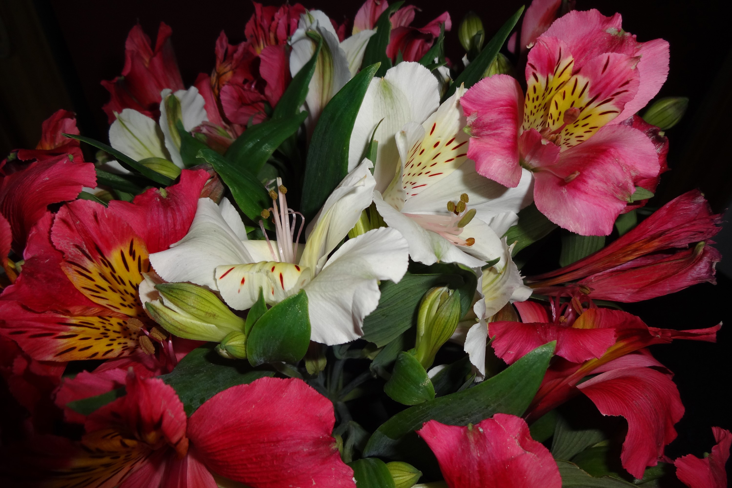 Close-up of pink and white Alstroemeria flowers HD Wallpaper