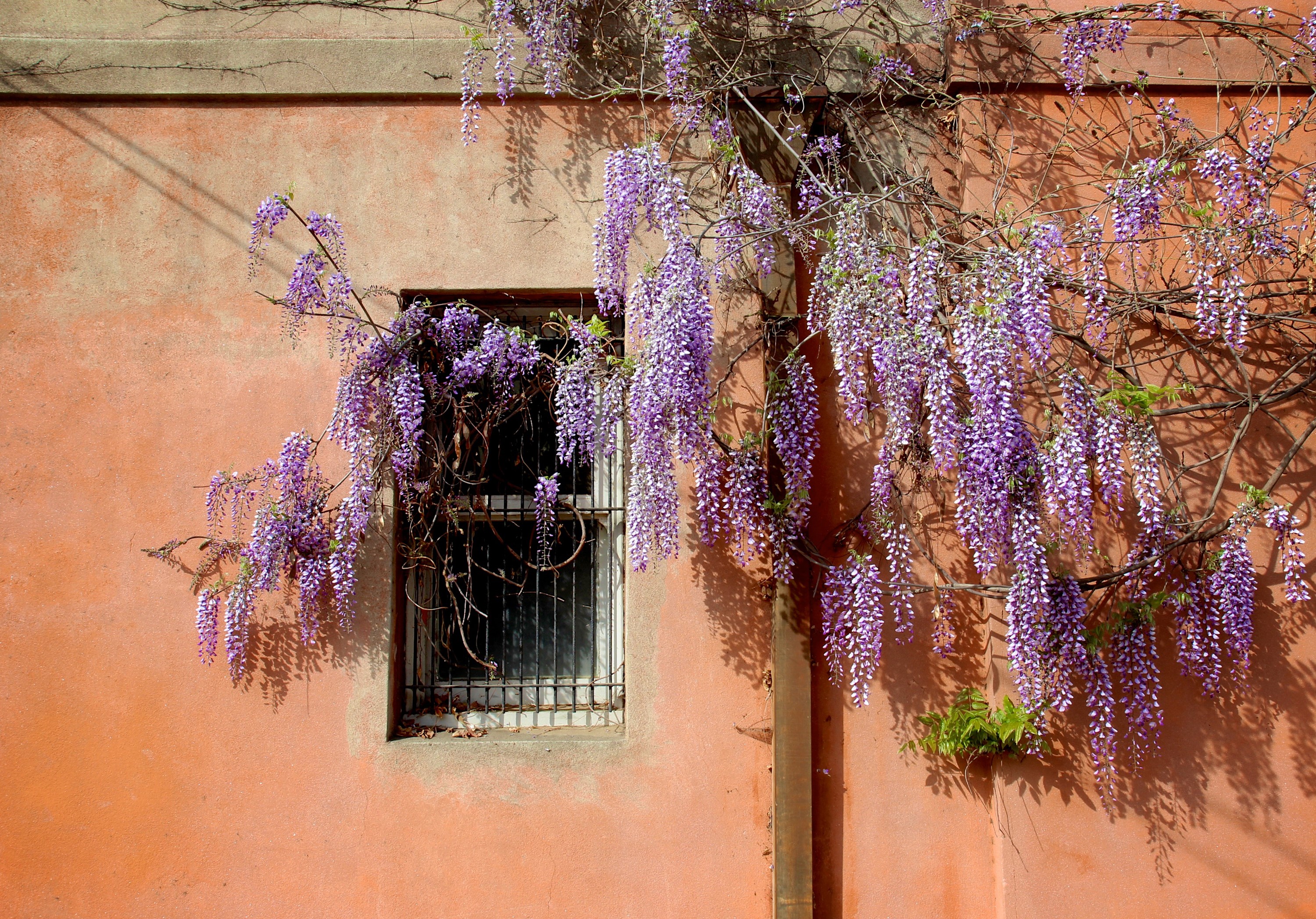 Wisteria flowers cascading down a peach-colored wall with a window HD Wallpaper