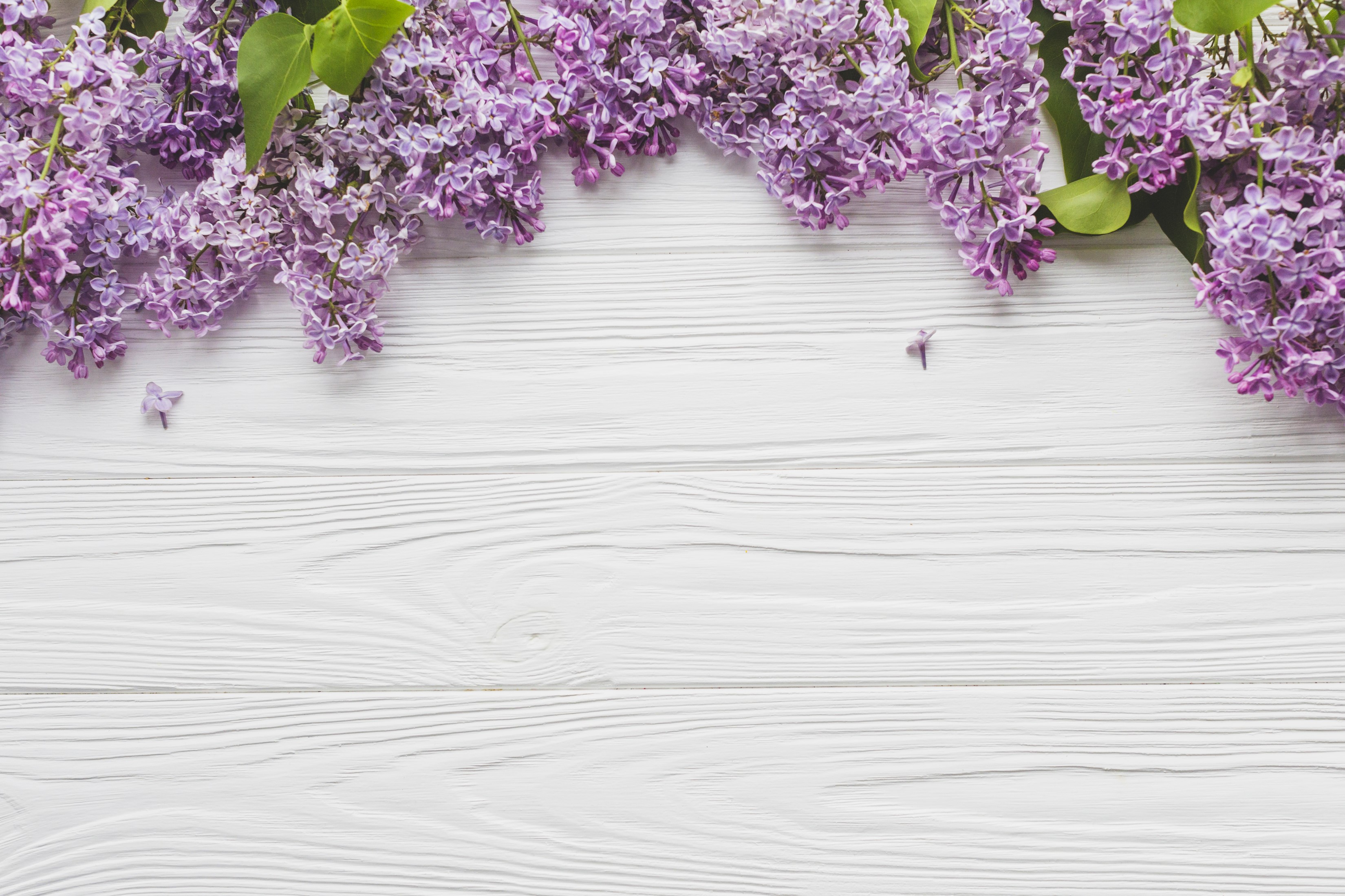 Purple Lilac Flowers on White Wood Planks HD Wallpaper