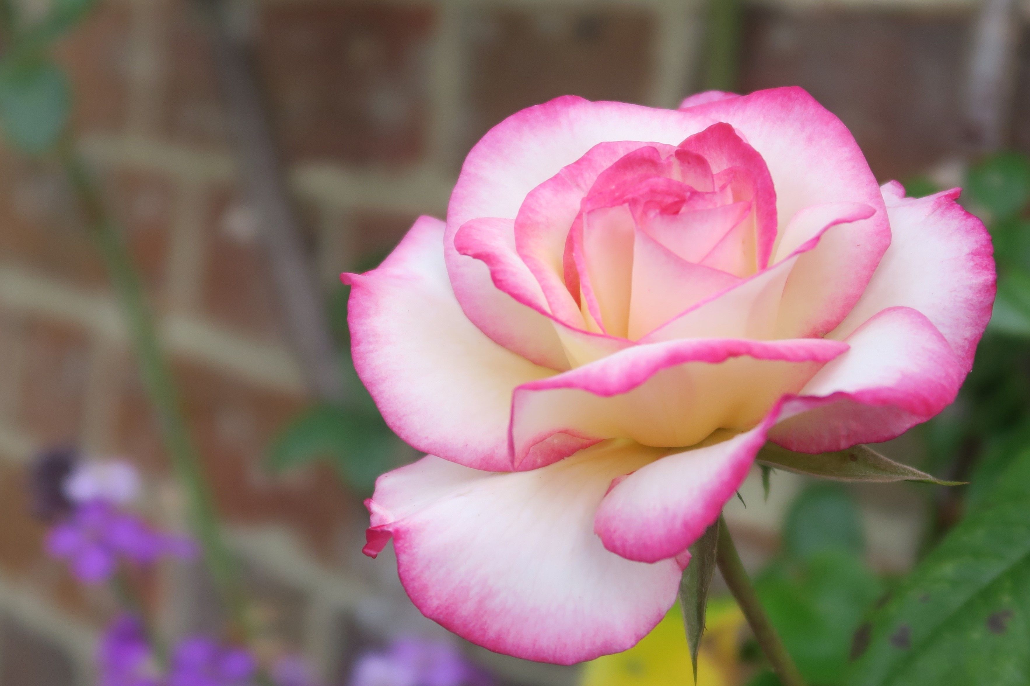 Close-up of a pink and white rose HD Wallpaper