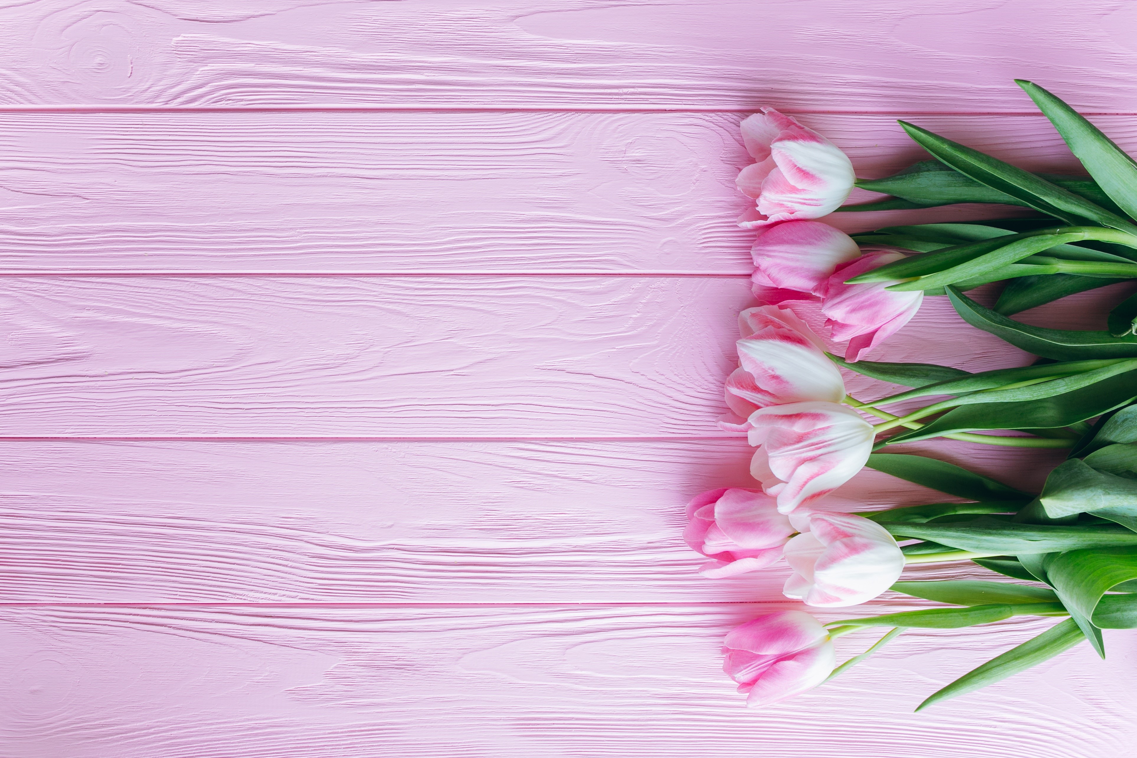 Pink and white tulips on pink wood planks HD Wallpaper